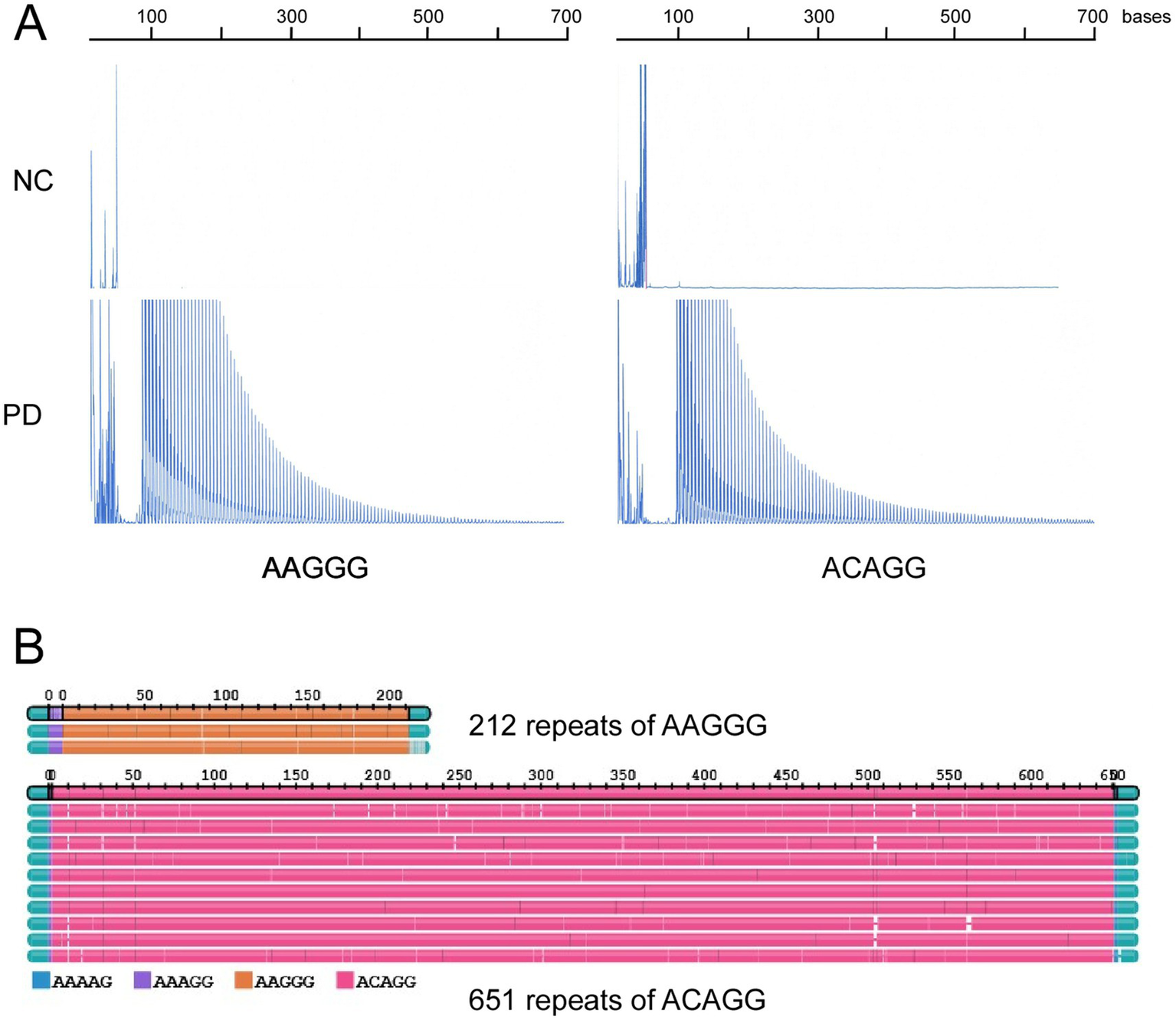 Graph A shows DNA repeat distributions for NC and PD conditions with sequences AAGGG and ACAGG, spanning up to 700 bases. Graph B displays 212 repeats of AAGGG and 651 repeats of ACAGG in color-coded bars.