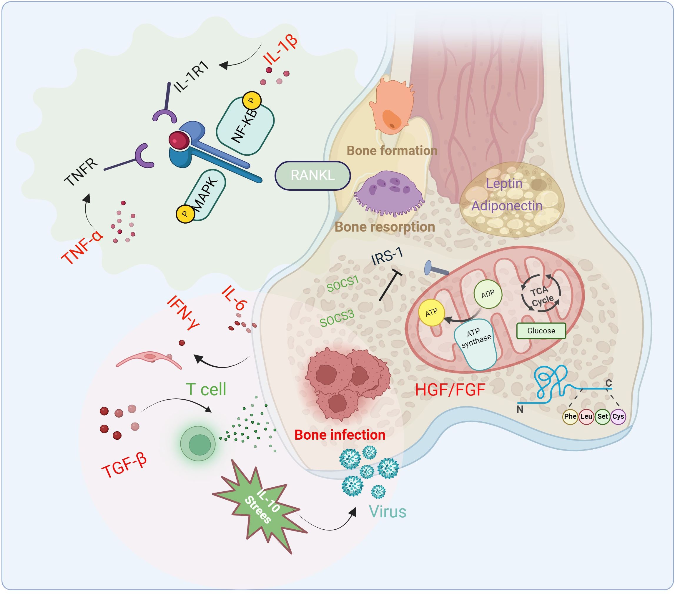 Diagram illustrating the interaction of cytokines and cellular pathways in bone metabolism and infection. Key elements include TNFR, MAPK, NF-kB, IL-1R1, TGF-β, and IFN-γ, influencing processes like bone resorption, formation, and infection. The diagram also shows T cells, viral infection, and molecular pathways involving RANKL, SOCS1/3, IRS-1, and mitochondrial activity with ATP synthesis. Labels denote various proteins and reactions, depicting a comprehensive overview of bone cell interactions and responses.