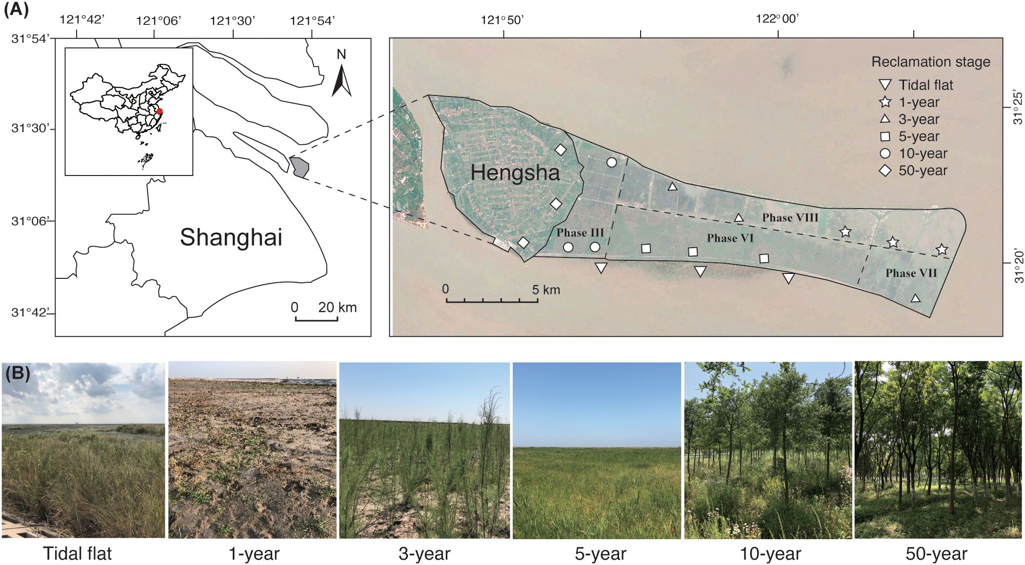 Map and photographs show land reclamation stages on Hengsha Island, near Shanghai. The map details various reclamation phases, including tidal flats and areas ranging from 1 to 50 years. The series of photos illustrates the progression of vegetation over time: a tidal flat, followed by grasslands and young trees, culminating in a mature forest after 50 years.