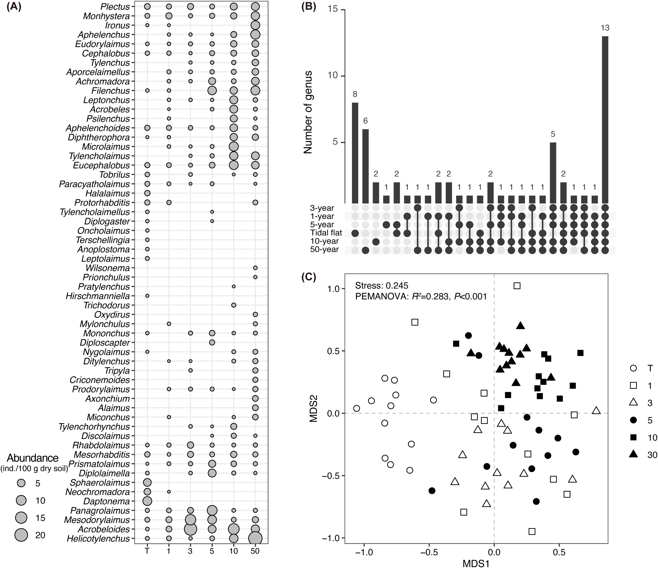 Diagram with three panels: (A) Bubble chart showing abundance of various genera across different time durations and tidal flat; larger circles indicate greater abundance. (B) Bar chart illustrating the number of unique and shared genera across the six reclamation stages. (C) MDS plot displaying genus distribution over time, differentiated by shapes and colors, with a stress value of 0.245 indicating fit quality.