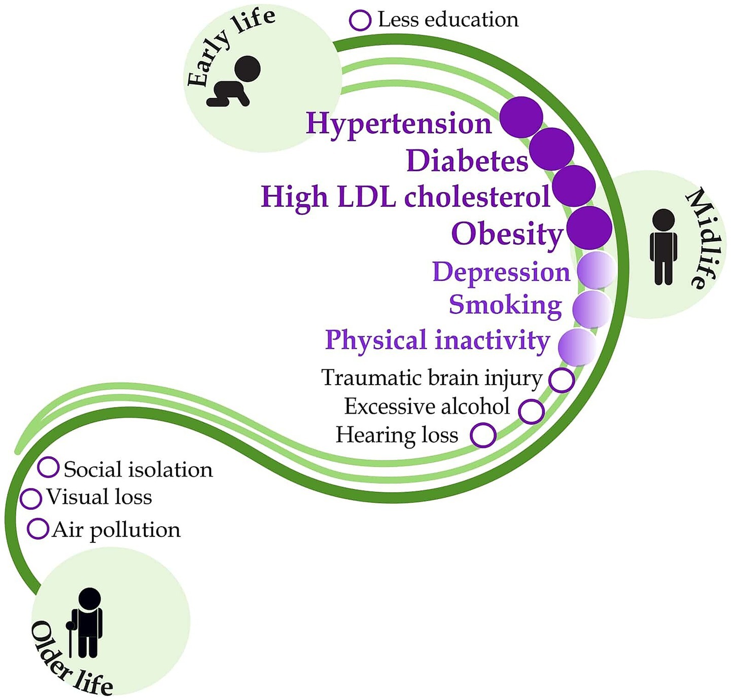 Diagram illustrating risk factors for different life stages. Early life shows less education. Midlife includes hypertension, diabetes, high LDL cholesterol, obesity, depression, smoking, physical inactivity, traumatic brain injury, excessive alcohol, and hearing loss. Older life factors are social isolation, visual loss, and air pollution.