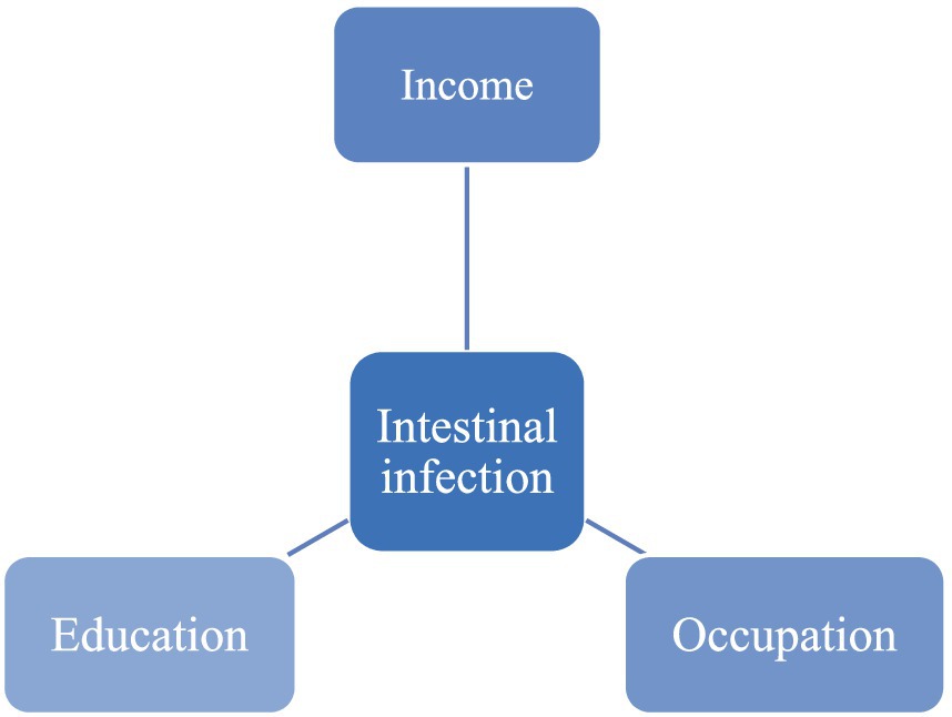 Flowchart depicting the relationship between income, education, and occupation with intestinal infection. Income is linked above, while education and occupation are connected below.