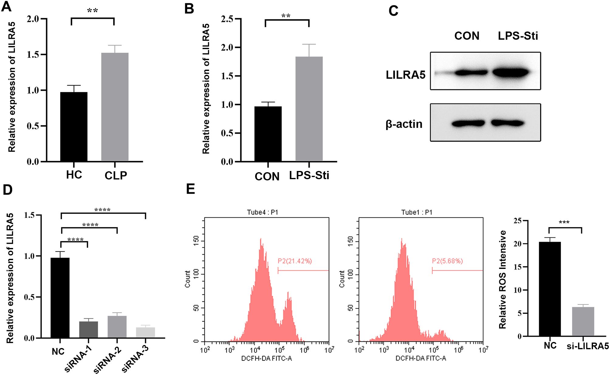 Graphical summary of LILRA5 expression and ROS levels in different conditions. A: Bar graph shows increased expression of LILRA5 in CLP compared to HC. B: Bar graph indicates higher LILRA5 expression in LPS-Sti compared to CON. C: Western blot images show LILRA5 and β-actin expressions under CON and LPS-Sti conditions. D: Bar graph presents reduced LILRA5 expression with siRNA treatments compared to NC. E: Two flow cytometry histograms of DCFH-DA FITC-A signals, indicating higher ROS in the first tube, accompanied by bar graph showing decreased relative ROS intensity in si-LILRA5 compared to NC. Error bars indicate variation; statistical significance is marked by asterisks.