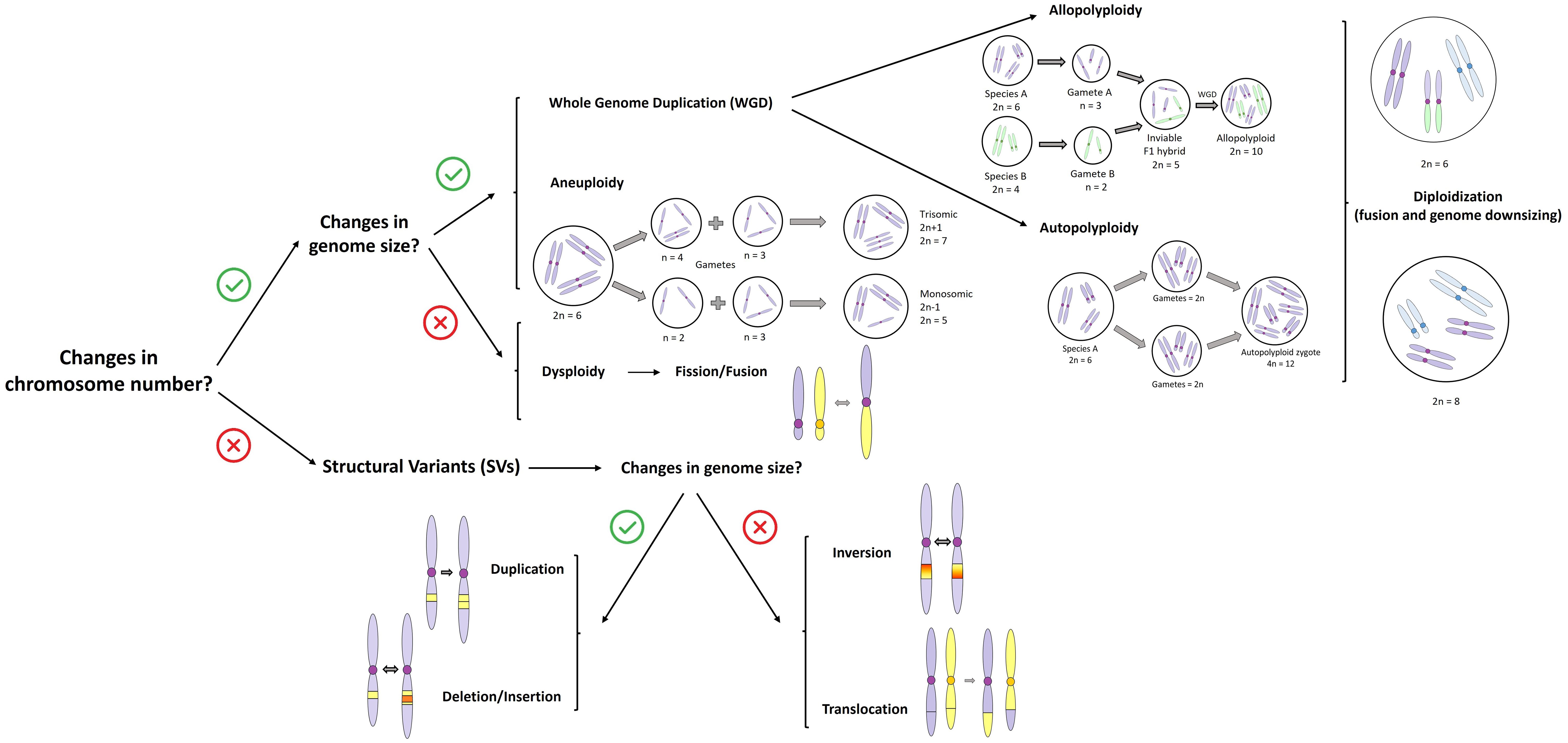 Flowchart exploring the main types of chromosomal rearrangements. It includes paths for whole genome duplication (WGD), aneuploidy, dysploidy, allopolyploidy, and autopolyploidy. Structural variants like duplication, deletion, inversion, and translocation are detailed.