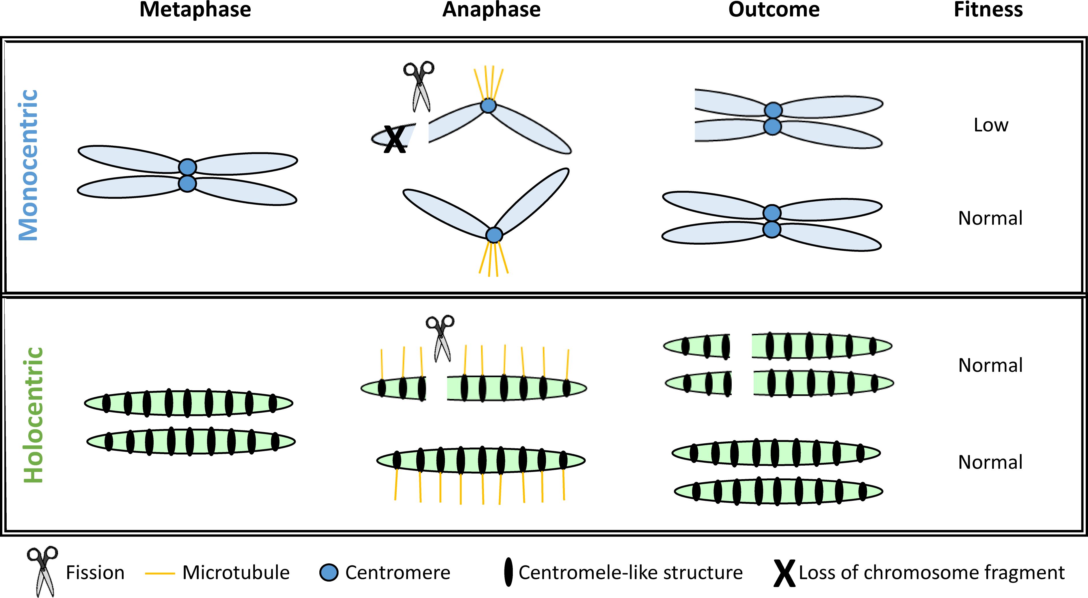 Diagram comparing monocentric and holocentric chromosome segregation during metaphase and anaphase. Monocentric chromosomes show possible chromosome fragment loss during anaphase, resulting in low fitness. Holocentric chromosomes, shown with equal fission, maintain normal fitness.