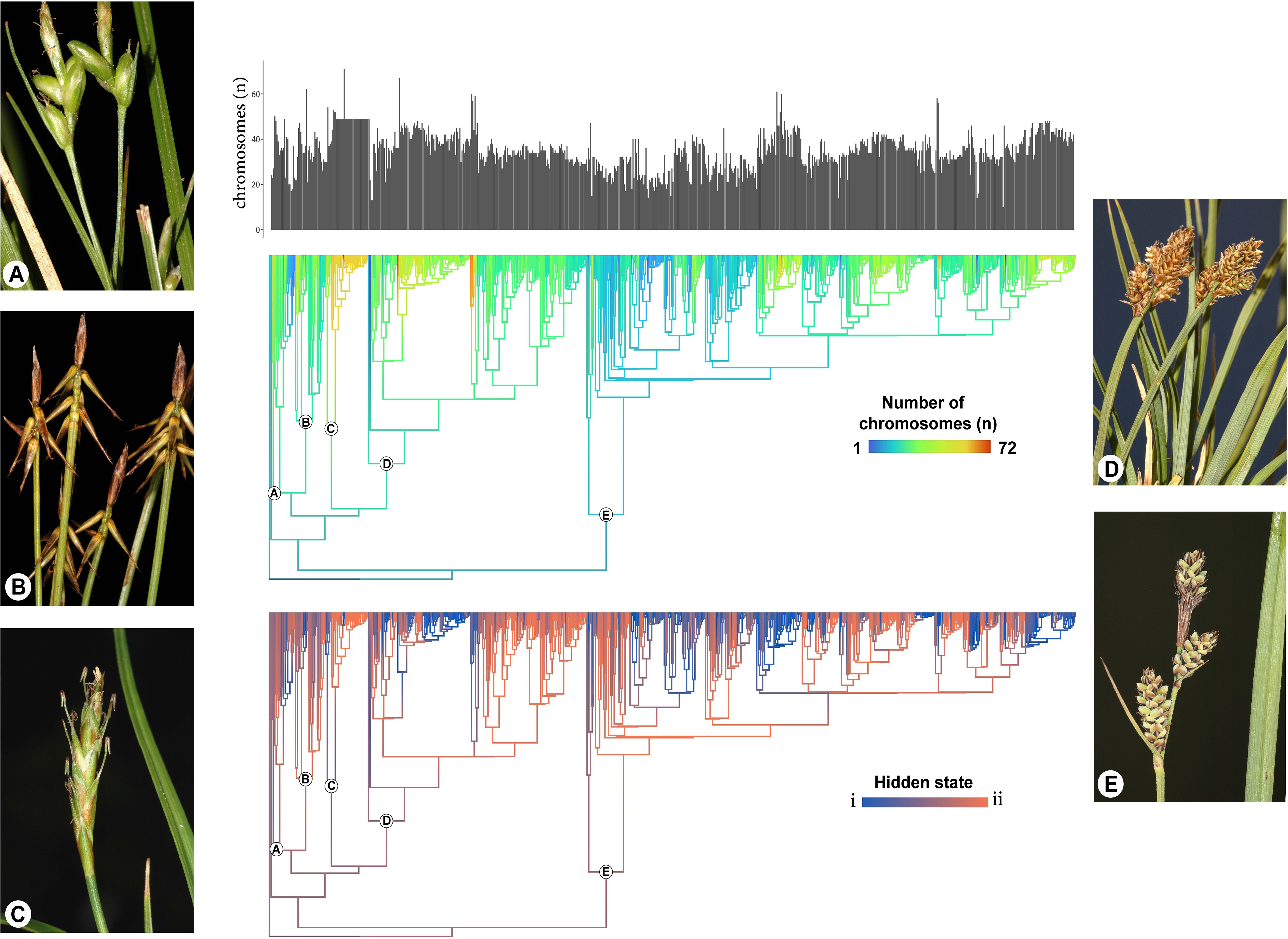 The composite image displays five panels labeled A to E featuring different plant species. Panels A, B, C, D, and E show close-up views of various plants with detailed flowering structures. To the right, there is a bar graph illustrating chromosome numbers, followed by two cladograms. The first cladogram represents species diversity based on chromosome numbers, ranging from one to seventy-two, using a rainbow color scale. The second cladogram depicts hidden states, color-coded from blue to red.