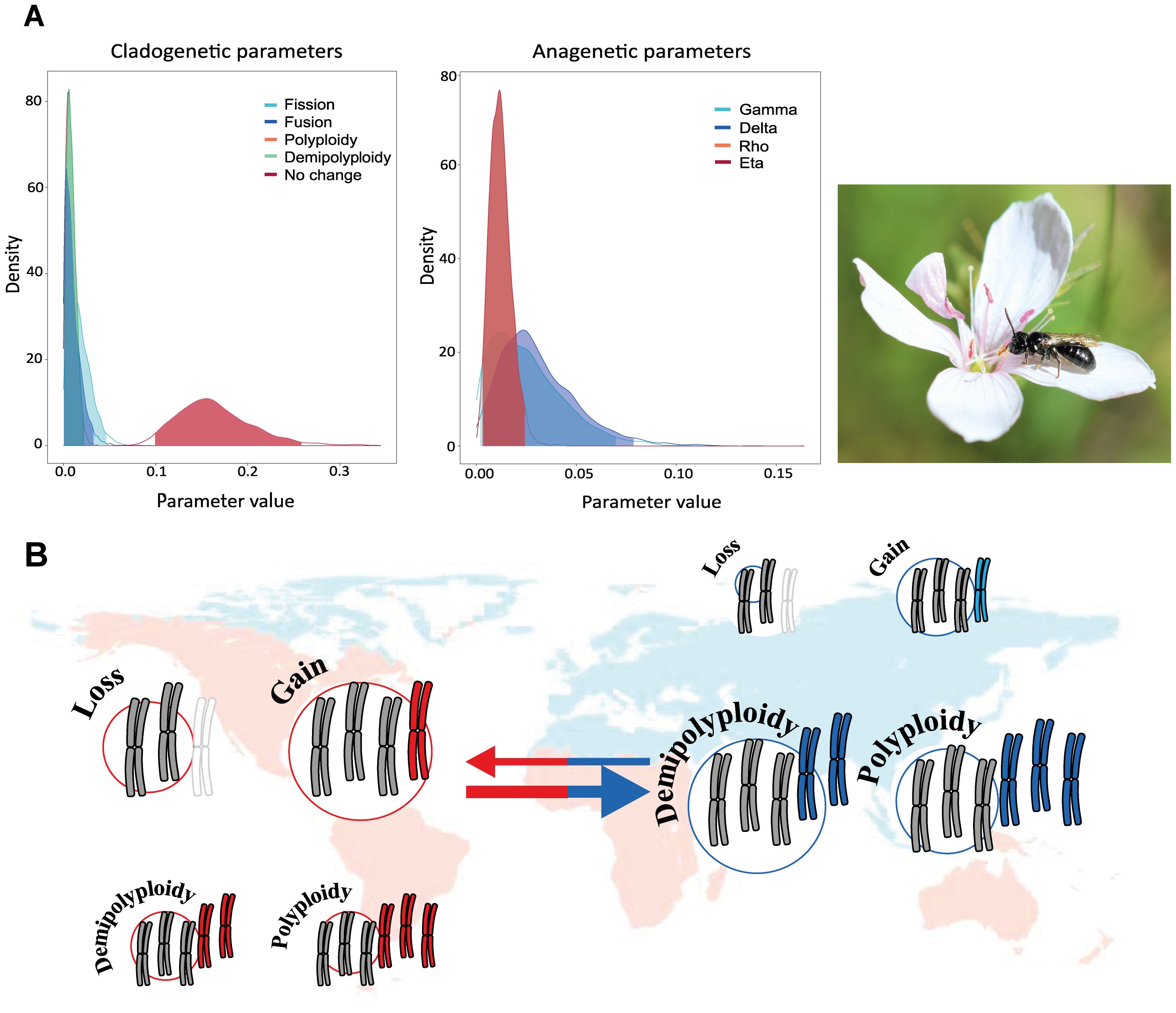 Panel A shows density plots of cladogenetic and anagenetic parameters, with curves representing different processes such as fission, fusion, polyploidy and demipolyploidy. Panel B illustrates chromosomal loss, gain, demipolyploidy, and polyploidy, with arrows drawn over a world map indicating regional differences.