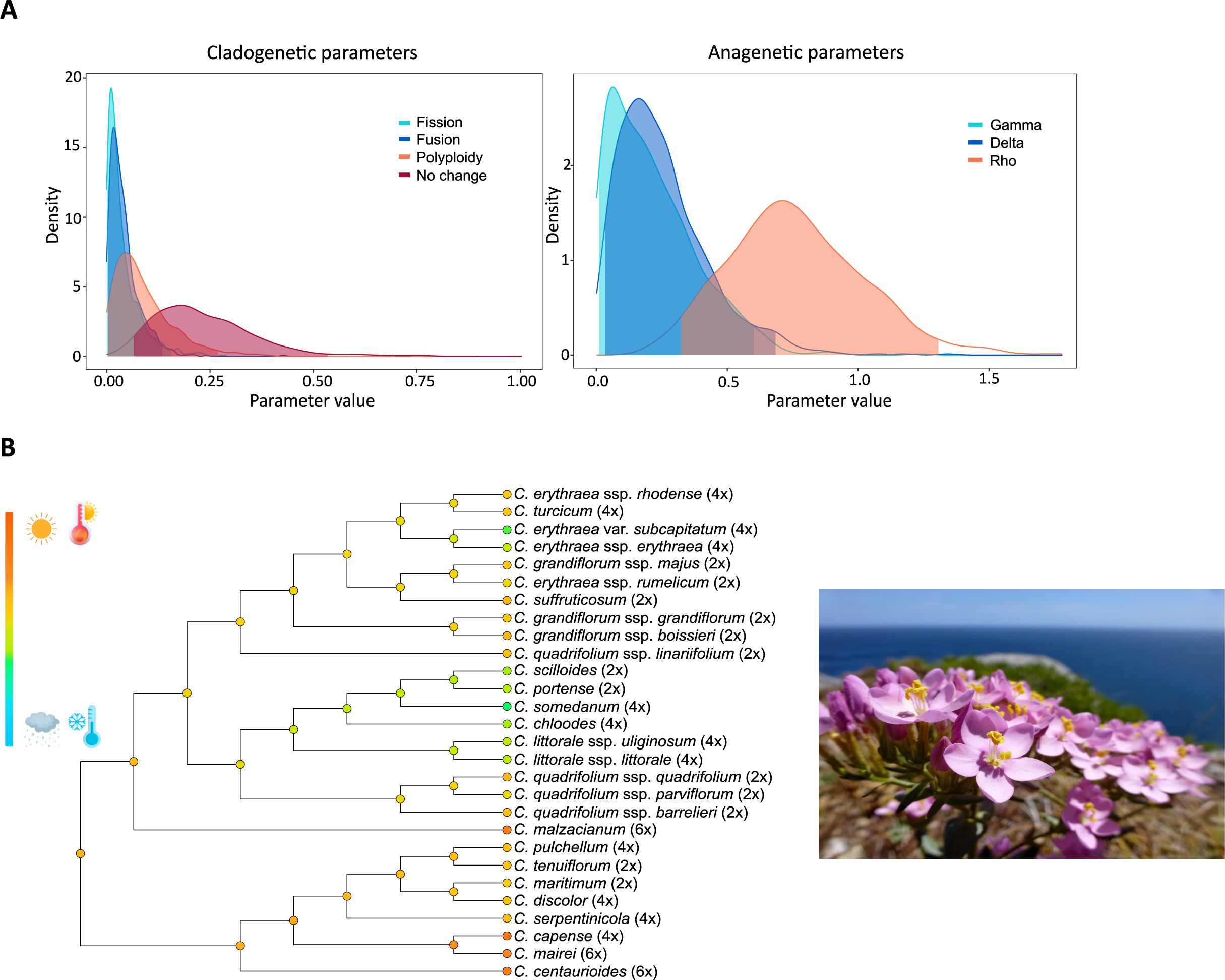 Graph A shows cladogenetic and anagenetic parameters with density curves for fission, fusion, polyploidy, gamma, delta, and rho. Graph B displays a phylogenetic tree of different species of the genus Centaurium with visual indicators for climate conditions.