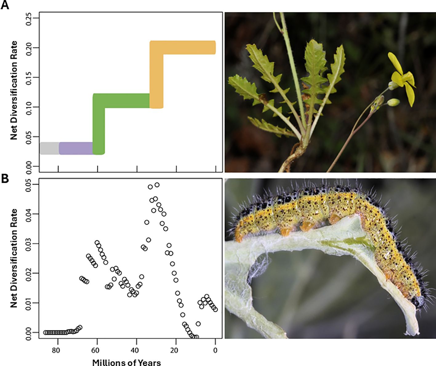 Panel A shows a step chart with shifts in diversification rates in Brassicales Bromhead evolution. Panel B features a scatter plot of net diversification of Pierinae butterflies during the same time period as the emergence of the order Brassicales.