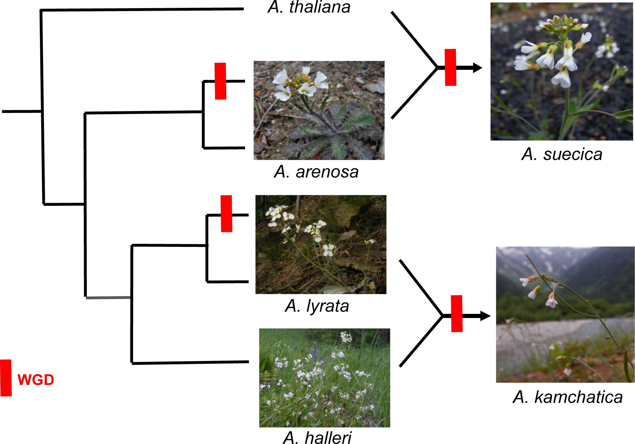 Tree showing relationships among Arabidopsis species. Images of A. thaliana, A. arenosa, A. lyrata, and A. halleri are shown with branching lines leading to A. suecica and A. kamchatica. Red bars indicate whole-genome duplication events that occurred.