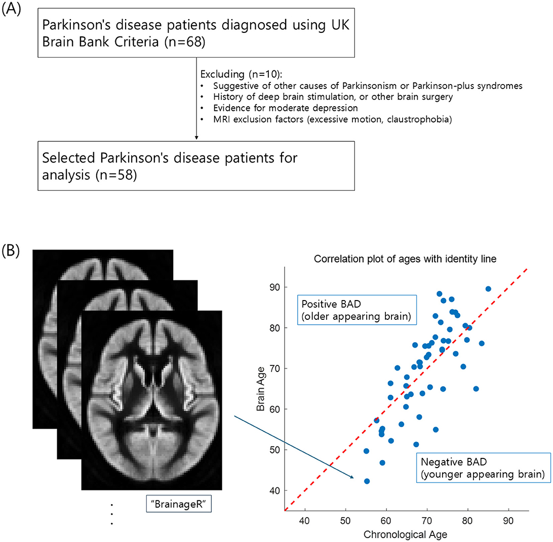 Flowchart and graph of Parkinson's disease study. (A) Flowchart shows selection of 58 patients from 68 diagnosed using UK Brain Bank Criteria, excluding 10 for specific reasons. (B) Includes brain images labeled “BrainageR” and a scatter plot showing correlation of brain age and chronological age. Positive BAD indicates an older appearing brain; negative BAD indicates a younger appearing brain.