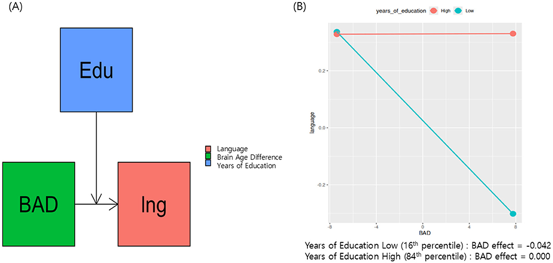 Panel A shows a diagram with colored squares representing concepts: blue for education (Edu), green for brain age difference (BAD), and red for language (Ing), with arrows indicating relationships. Panel B contains a graph plotting language against BAD, with lines for high and low years of education. The high education line is flat, while the low education line slopes downward. The text notes BAD effects: low education has a negative impact, high education shows no impact.