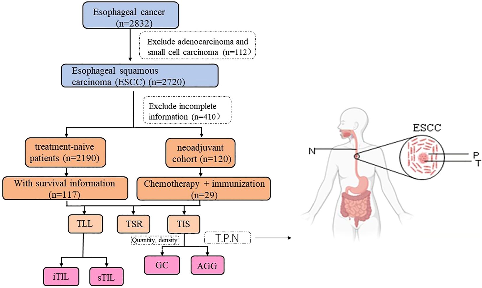 Flowchart illustrating the selection process for esophageal squamous carcinoma (ESCC) patients from an initial esophageal cancer group of 2,832, excluding adenocarcinoma and those with incomplete information, finally detailing treatment-naive, neoadjuvant cohorts, and combinations of chemotherapy and immunization. Accompanied by a diagram of the human digestive system highlighting the esophagus with ESCC details.