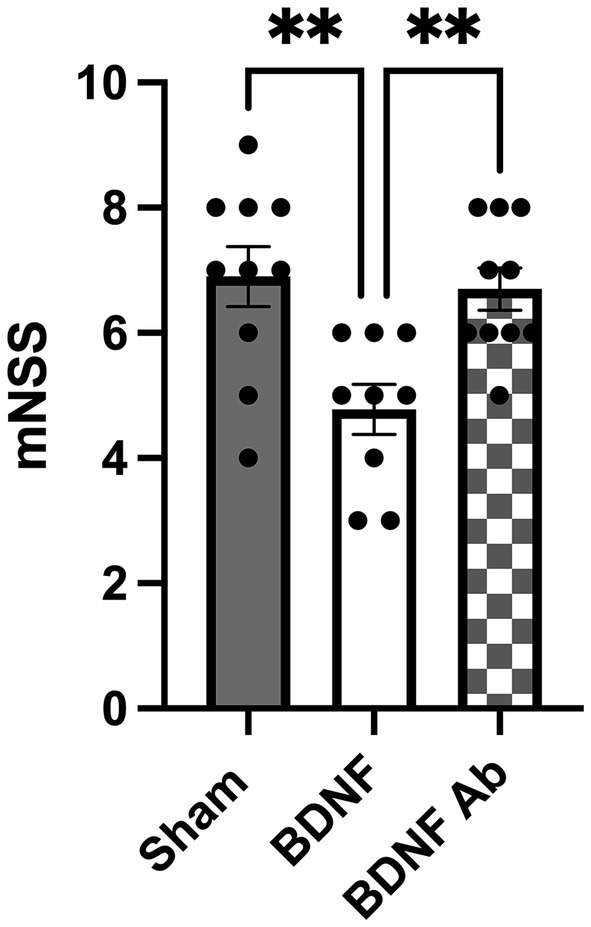 Bar graph showing mNSS scores for Sham, BDNF, and BDNF Ab groups. Sham group has the highest score around 7.5, BDNF group is about 4, and BDNF Ab group is around 7. Significant differences between groups are indicated with asterisks.