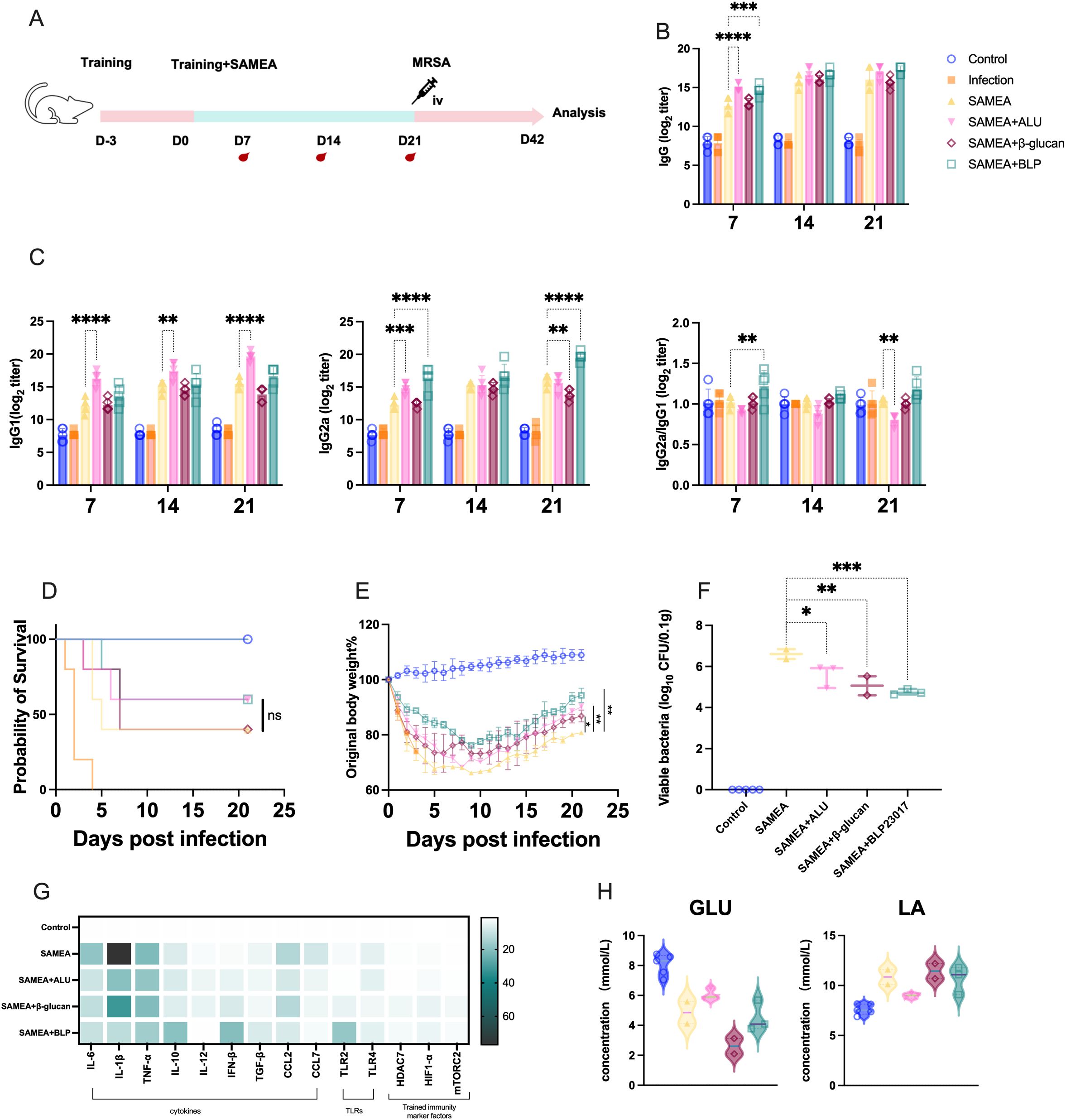 Diagram and charts showing the effects of various treatments on infection responses. Panel A depicts the experimental timeline with training, infection, and analysis phases. Panel B and C show bar graphs of antibody levels over days seven, fourteen, and twenty-one, highlighting statistically significant differences between treatments. Panel D is a survival probability line graph, Panel E shows body weight changes post-infection, and Panel F is a box plot of viable bacteria counts. Panel G presents a heatmap of cytokine and immune response, while Panel H includes violin plots for glucose and lactic acid concentrations. Statistical significance is marked with asterisks.