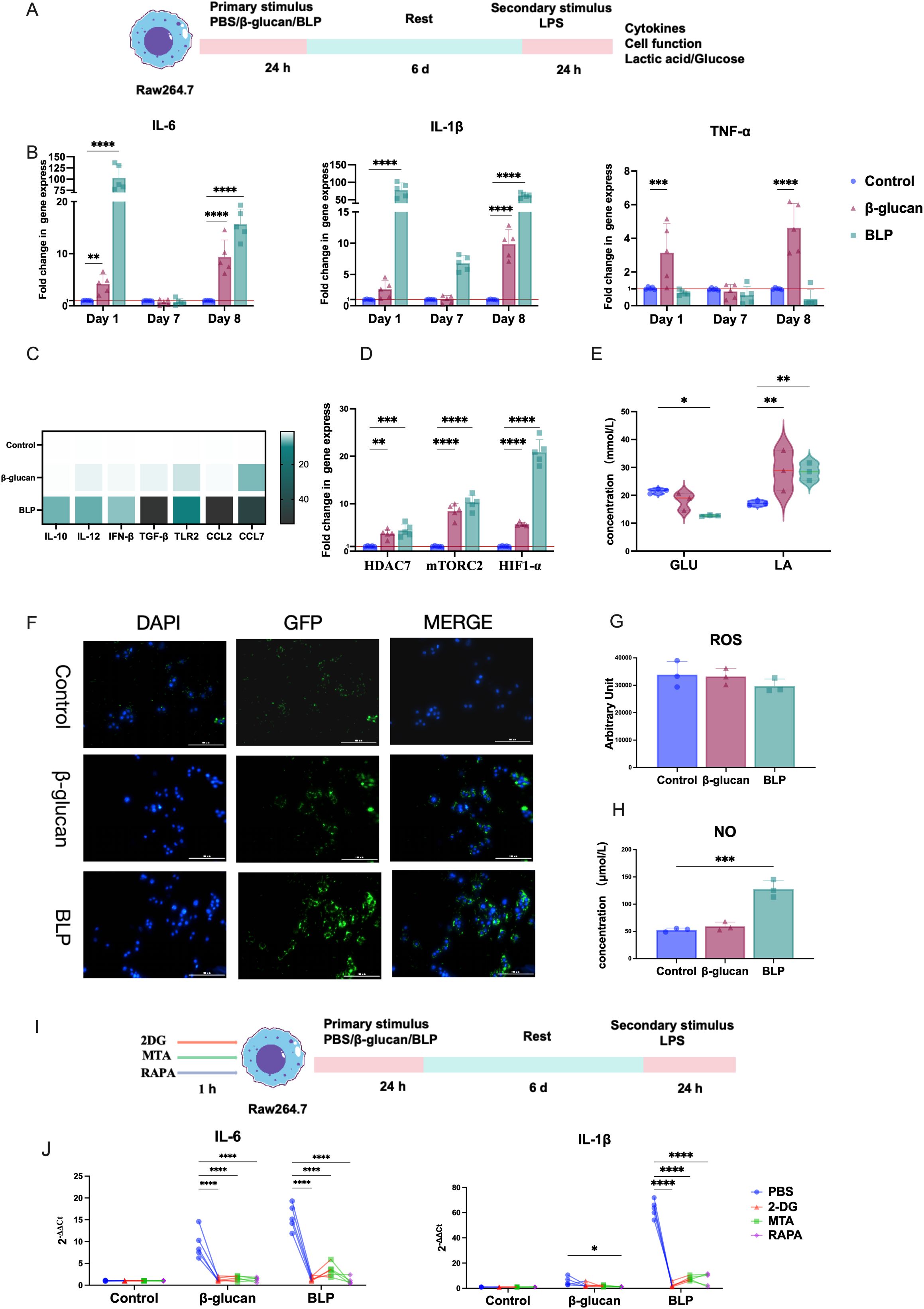Scientific study visualization showing multiple charts, graphs, and images related to immune response. Panels B, D, G, H, and J display bar and line graphs illustrating gene expression and concentrations of various substances like IL-6, IL-1β, TNF-α, HDAC7, mTORC2, HIF1-α, ROS, and NO. Panel C shows a heatmap of cytokine expression. Panel E features a violin plot of glucose and lactic acid concentrations. Panel F includes fluorescence microscopy images labeled DAPI, GFP, and MERGE, comparing control, β-glucan, and BLP conditions. Timeline diagrams at top and bottom illustrate the experimental setup. Statistical significance is indicated with asterisks.