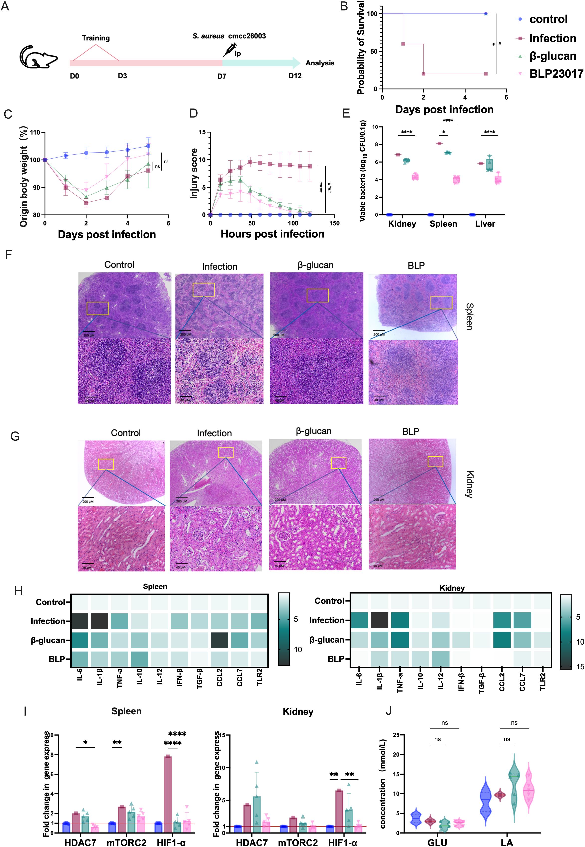 Illustration detailing an experimental study on mice with Staphylococcus aureus infection intervention. Panel A outlines the experimental timeline. Panel B shows a survival probability chart. Panel C presents a body weight percentage graph post-infection. Panel D details injury scores over time. Panel E compares bacterial counts in kidney, spleen, and liver. Panels F and G show spleen and kidney tissue images under different conditions, respectively. Panel H provides heatmaps of gene expression in spleen and kidney. Panel I compares gene expression changes. Panel J displays a violin plot of glucose and lactate concentrations. Various treatment groups are color-coded.