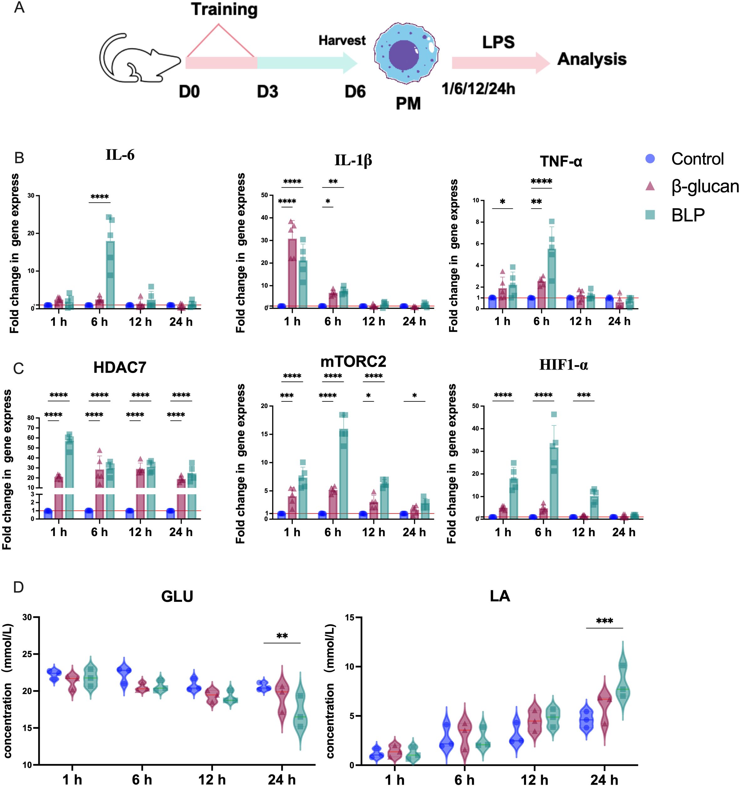 Flowchart and graphs showing an experimental timeline and results. Panel A illustrates the experimental timeline with training phases, sample collection, and analysis points. Panels B and C present bar charts depicting fold changes in gene expression for IL-6, IL-1β, TNF-α, HDAC7, mTORC2, and HIF1-α at various times post-stimulation with controls, β-glucan, and BLP. Significant differences are marked with asterisks. Panel D displays violin plots of glucose (GLU) and lactic acid (LA) concentrations over time.