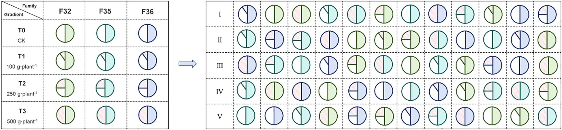 Diagram showing a series of pie charts representing data distributions across different gradients and families labeled F32, F35, and F36. The rows are marked T0 to T3, indicating varying treatments: CK, 100 grams per plant, 250 grams per plant, and 500 grams per plant. On the right, additional pie charts are grouped into sections I to V, suggesting comparisons across treatments. Arrows indicate a progression from the left to the right side of the diagram.
