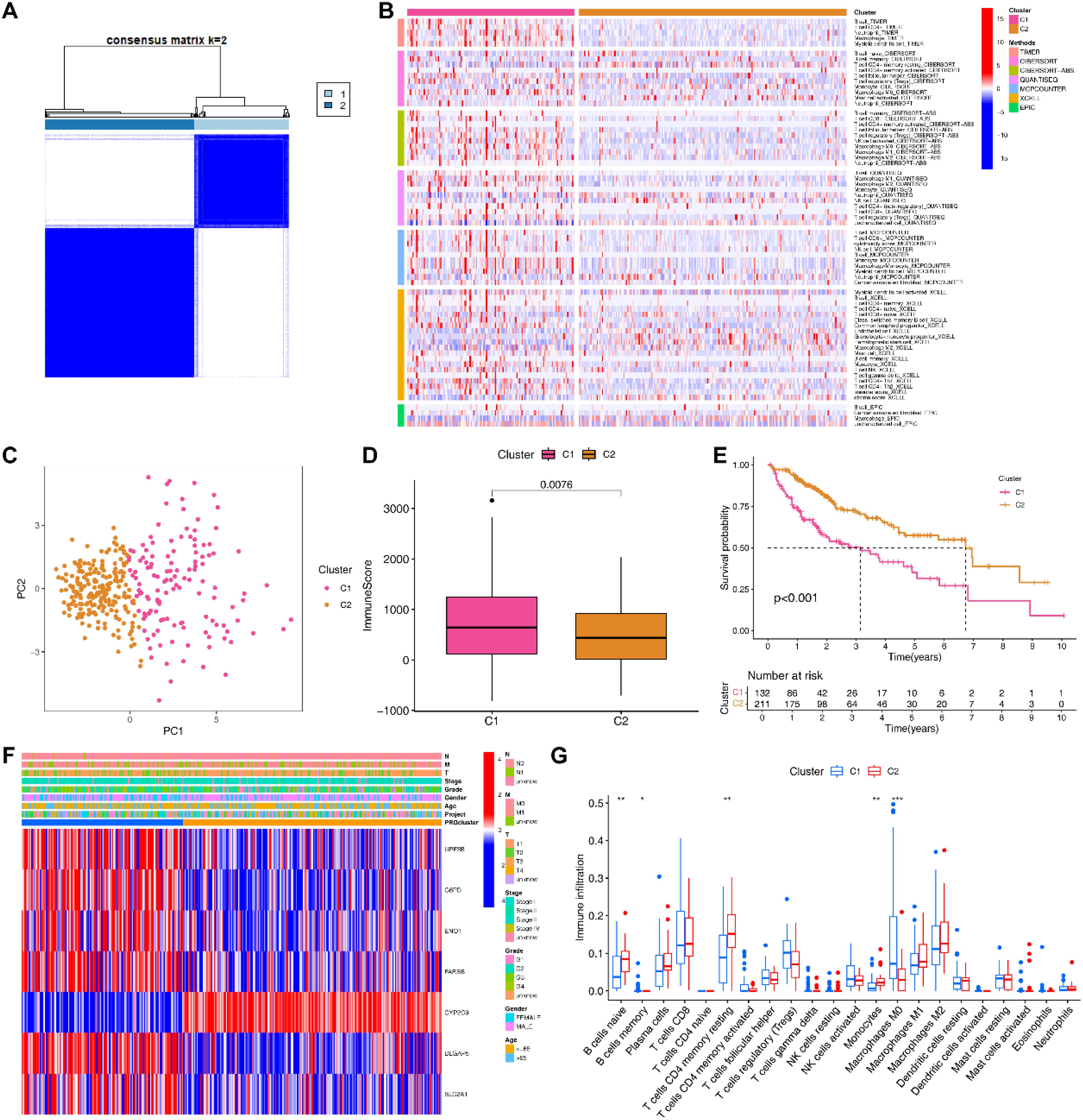(A) Heatmap showing consensus clustering results with two clusters. (B) Heatmap depicting gene expression profiles across clusters with a color-coded legend for gene types. (C) PCA plot illustrating the distribution of samples in clusters C1 and C2. (D) Box plot comparing ImmuneScore between clusters, with statistical significance indicated. (E) Kaplan-Meier survival curves for clusters C1 and C2 with noted significance level. (F) Heatmap of gene expression and immune signatures across samples, categorized by cluster. (G) Box plots of immune cell infiltration levels comparing both clusters.