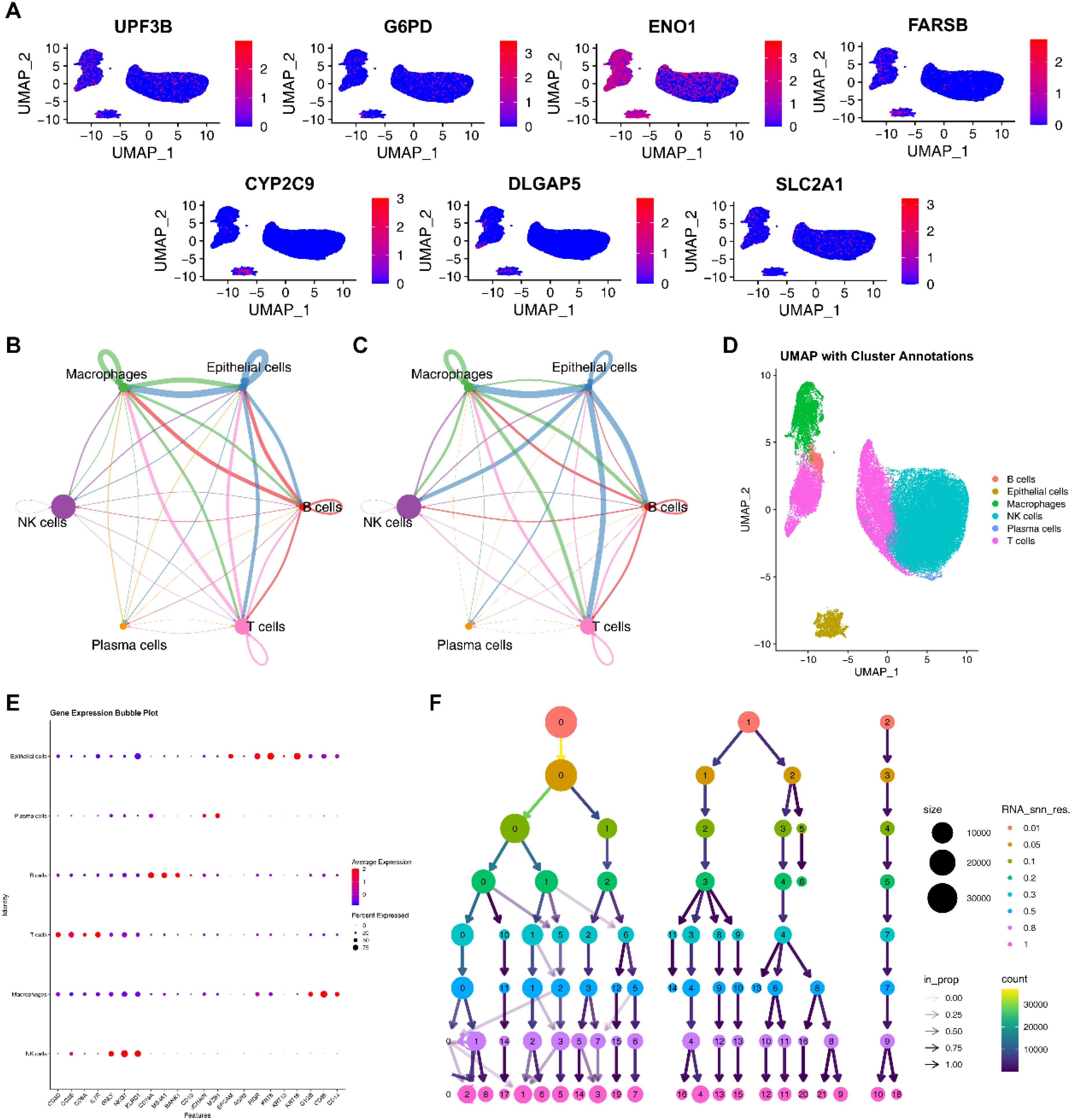 Panel A shows UMAP plots of gene expression for UPF3B, G6PD, ENO1, FARSB, CYP2C9, DLGAP5, and SLC2A1. Panels B and C are network diagrams illustrating cell-type interactions among macrophages, epithelial cells, NK cells, plasma cells, B cells, and T cells. Panel D presents a UMAP plot with cluster annotations for B cells, epithelial cells, macrophages, NK cells, plasma cells, and T cells. Panel E is a bubble plot of gene expression levels by cell type. Panel F shows a hierarchical tree diagram visualizing RNA clustering with node sizes representing expression magnitude.
