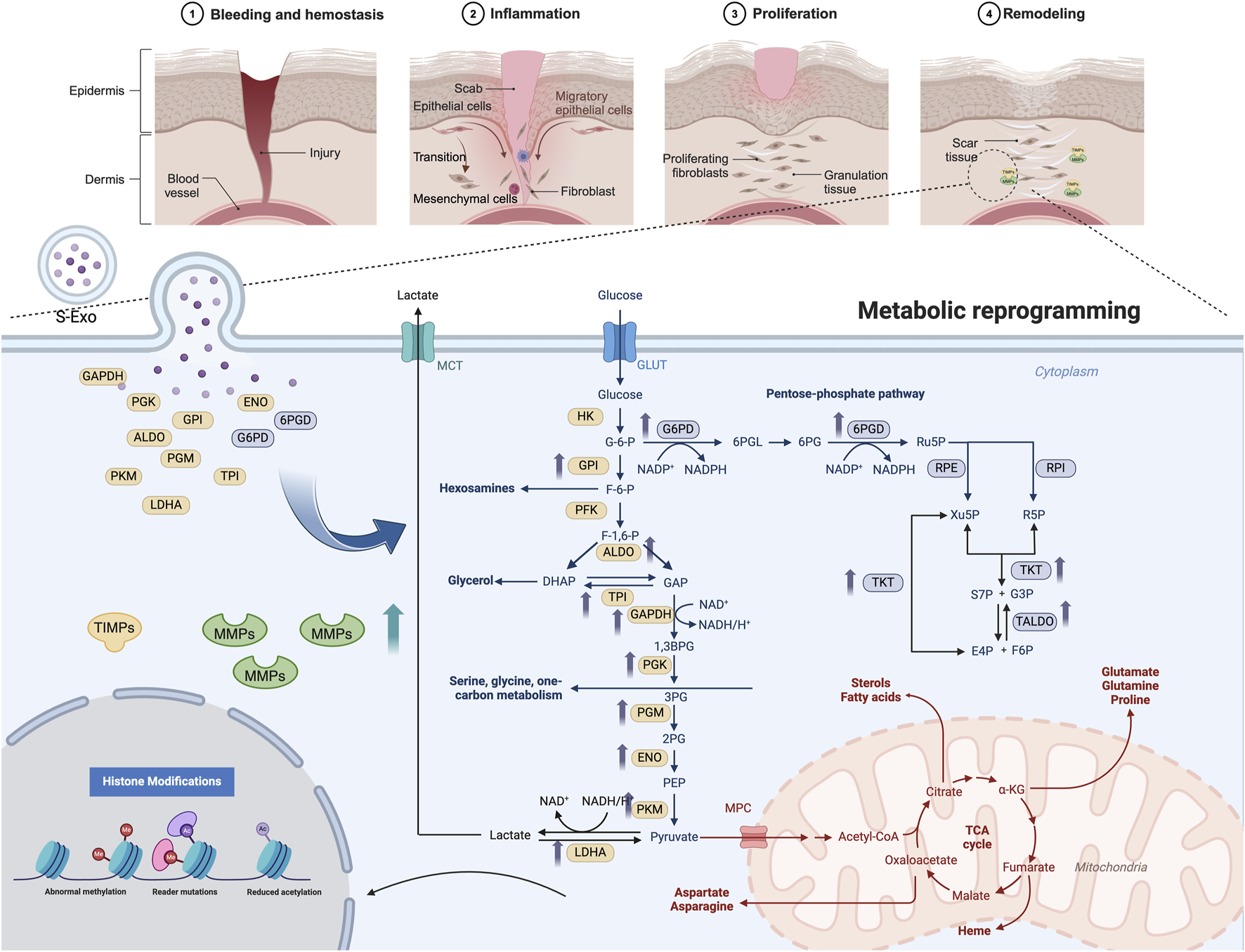Illustration of wound healing and metabolic reprogramming. Four stages of wound healing: bleeding and hemostasis, inflammation, proliferation, and remodeling. Below, a diagram shows metabolic pathways, including glycolysis, pentose-phosphate pathway, and TCA cycle, with enzymes like GAPDH, PKG, and 6PGD indicated. Connections include glucose and lactate transport, histone modifications, and mitochondrial functions highlighted.