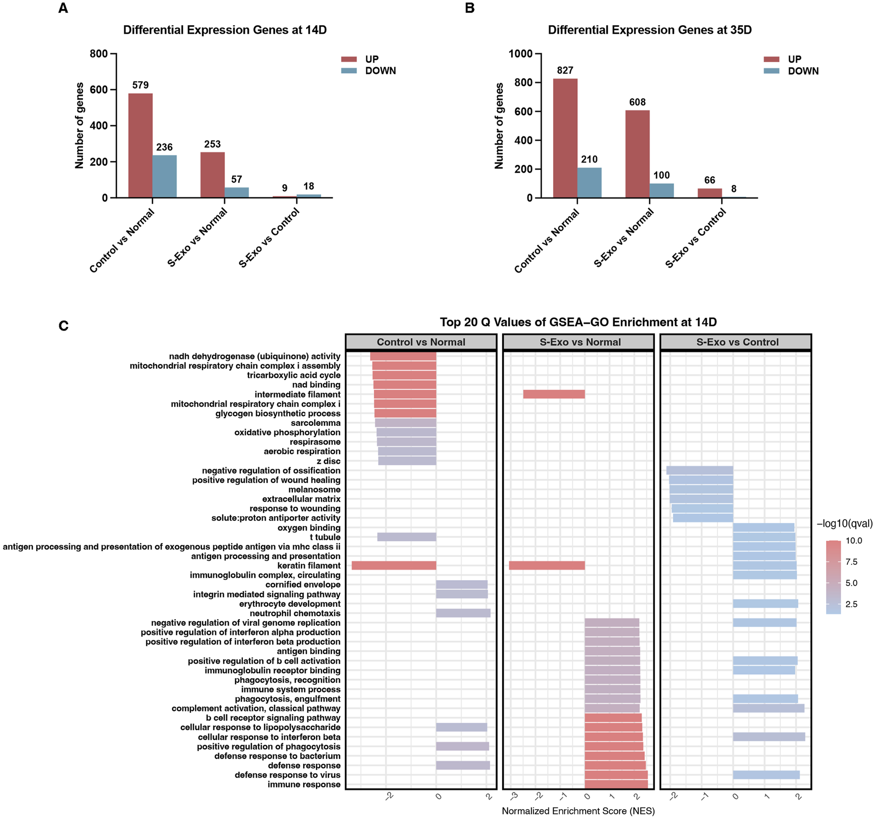Bar and heatmap charts showing differential gene expression and GSEA-GO enrichment. Charts A and B compare gene expression at 14 and 35 days, indicating upregulated and downregulated genes. Chart C presents the top 20 GSEA-GO enrichment values at 14 days across three comparisons: Control vs Normal, S-Exo vs Normal, and S-Exo vs Control, with color gradients depicting significance levels.
