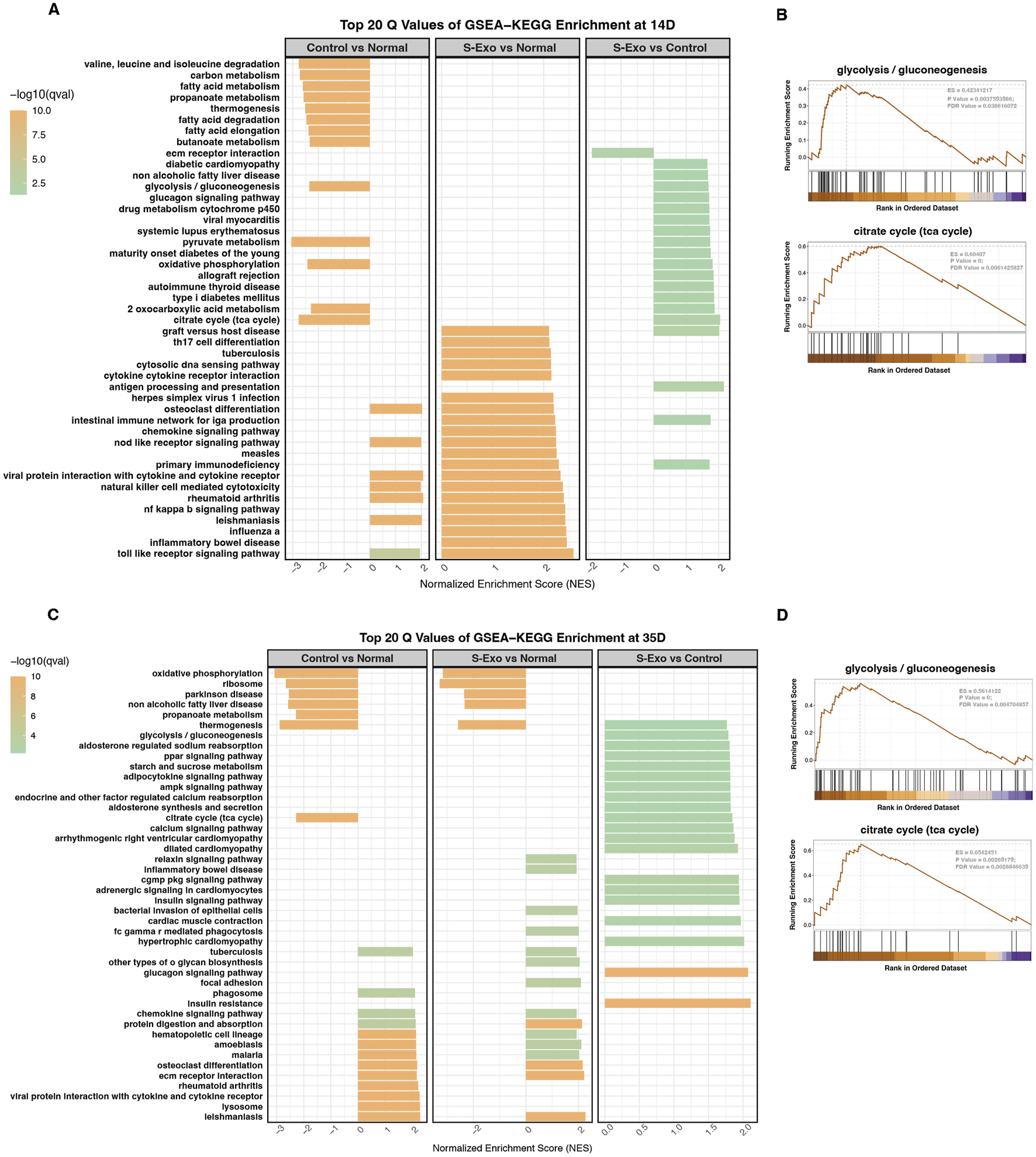 Bar and line graphs display GSEA-KEGG enrichment data at 14 and 35 days. Panels A and C show top 20 pathways with normalized enrichment scores comparing Control, S-Exo, and Normal groups. Panels B and D depict enrichment plots for glycolysis/gluconeogenesis and the citrate cycle, illustrating ranked enrichment scores. Orange and green colors highlight different patterns of pathway enrichment.