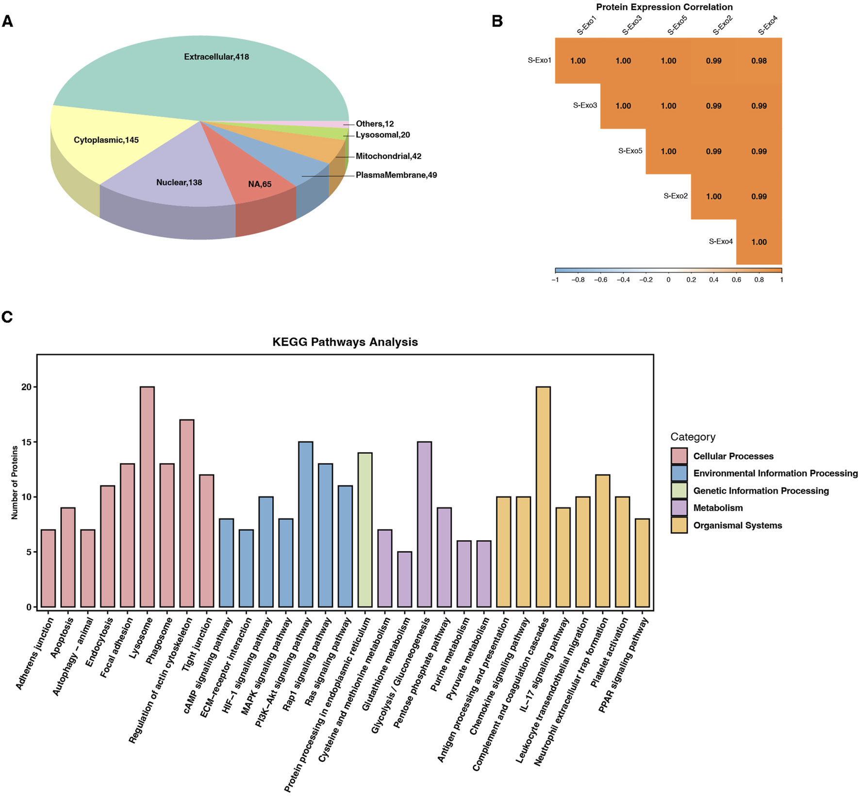 Panel A shows a pie chart of protein subcellular localization, with segments for extracellular, cytoplasmic, nuclear, and other categories. Panel B presents a heatmap of protein expression correlation among S-Exo samples, displaying high positive correlations. Panel C features a KEGG pathways analysis bar chart, depicting protein counts across various pathways, categorized by cellular processes, environmental information processing, genetic information processing, metabolism, and organismal systems.