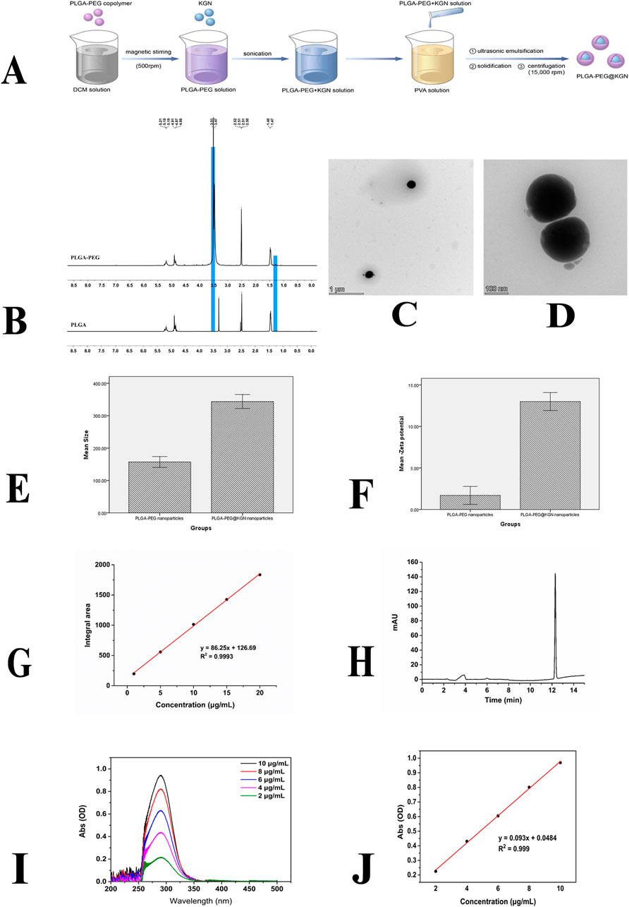 (A) Diagram of the synthesis process for PLGA-PEG/KGN nanoparticles. (B) NMR spectra of PLGA-PEG and PLGA. (C) TEM image of nanoparticles at 1 µm scale. (D) Close-up TEM image at 100 nm scale. (E) Bar graph comparing mean size of nanoparticles. (F) Bar graph comparing mean zeta potential of nanoparticles. (G) Calibration curve of concentration versus integral area with a linear equation and R-squared value. (H) Chromatogram depicting retention time. (I) UV-Vis spectra of various concentrations of a sample. (J) Calibration curve of concentration versus absorbance with a linear equation and R-squared value.