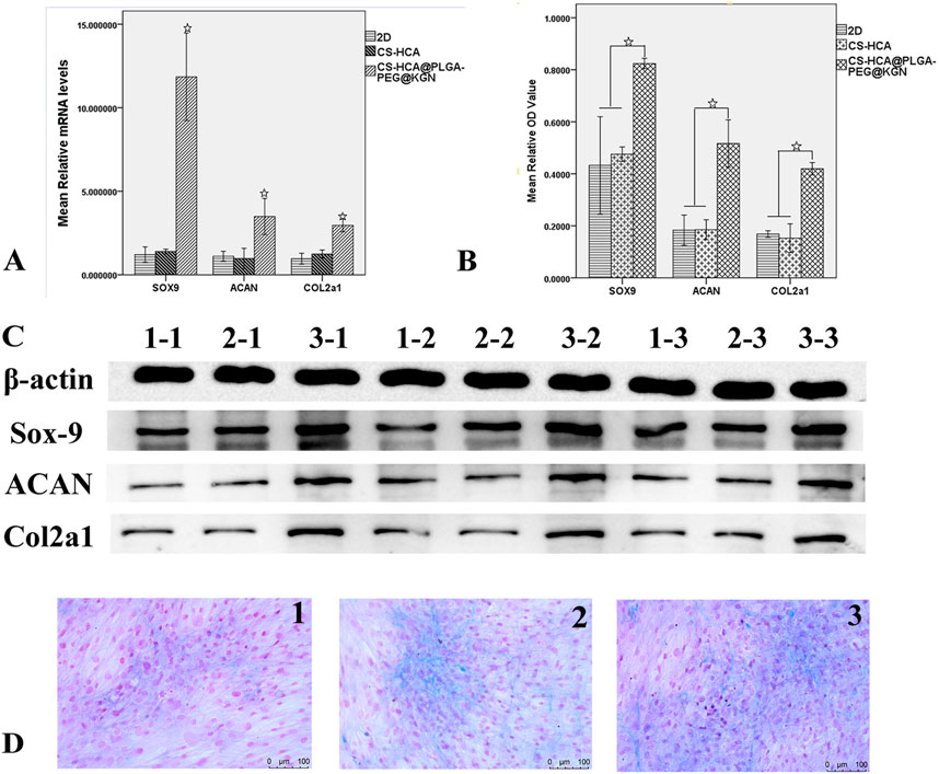 Four panels labeled A, B, C, and D. Panel A shows a bar graph of mRNA levels of SOX9, ACAN, and COL2a1 across different conditions. Panel B displays a bar graph of protein expression for the same markers. Panel C shows Western blot images for β-actin, Sox-9, ACAN, and Col2a1 across different samples. Panel D includes histological images with three samples labeled 1, 2, and 3, showing stained cell structures at a scale of 100 micrometers.