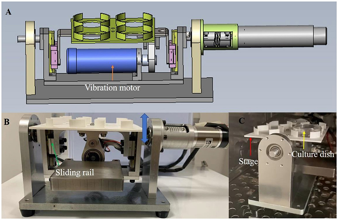 Diagram and photos of a mechanical setup. In A, there's a schematic of a device with labeled vibration motor. In B, an image of a metal frame with a sliding rail and an arrow indicating movement. In C, a close-up of a platform holding a labeled culture dish with another arrow pointing to the stage.