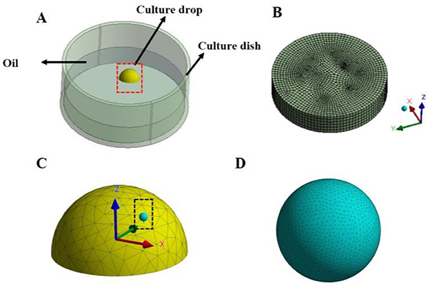 Diagram showing four panels. A: Cross-section of a culture dish with a culture drop and oil, labeled with arrows. B: 3D mesh grid with X, Y, Z axes. C: Yellow hemispherical mesh with axes and highlighted section. D: Blue spherical mesh.