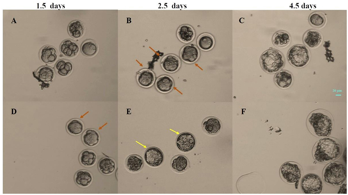 Microscopic images of cell development are shown over 1.5, 2.5, and 4.5 days, labeled A to F. Images display clusters of developing cells with visible structures. Arrows indicate specific features or changes. A scale bar represents 20 micrometers.