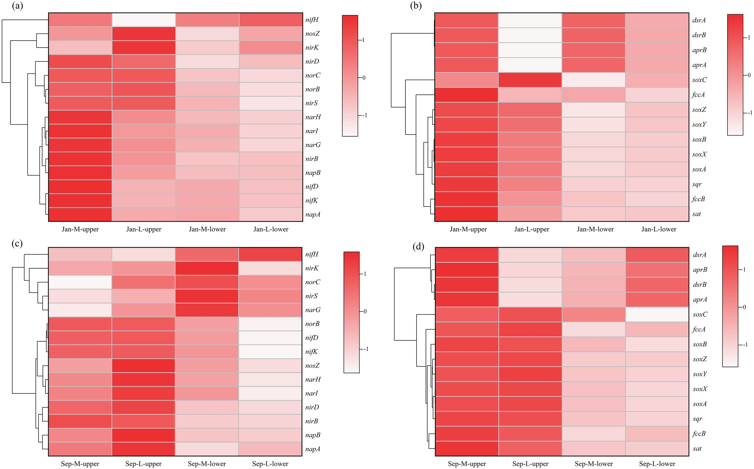 Four heat maps (a, b, c, d) compare gene expression levels across different conditions. Each map has a gradient from red to white indicating the range from high to low expression values. Part (a) and (c) show expressions for genes related to nitrogen fixation and denitrification, while (b) and (d) focus on sulfur metabolism genes. Maps (a) and (b) correspond to January samples, and (c) and (d) to September samples, comparing upper and lower layers for two different locations labeled as M and L.