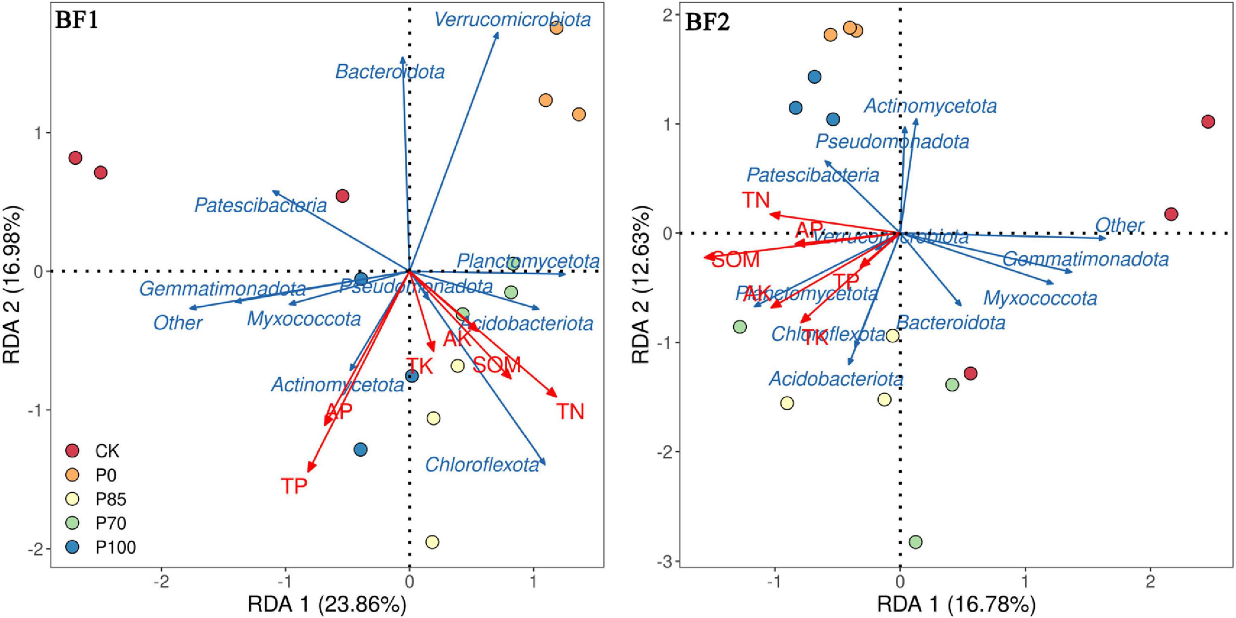 Two scatter plots labeled BF1 and BF2, each with microbial community data shown through points and vectors. The axes represent RDA1 and RDA2, with percentages. Microbial groups like Patescibacteria and Bacteroidota are labeled. Colors correspond to different conditions: CK, P0, P85, P70, and P100. Red arrows indicate variables such as TP, AP, and SOM.