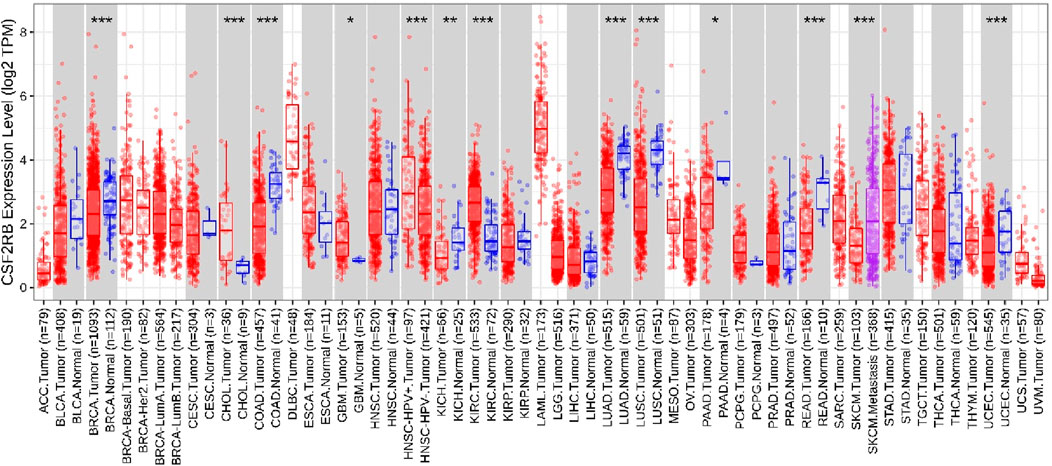 Box plot graph displaying CSF2RB expression levels in log base two transformed Transcripts Per Million (TPM) across various tumor and normal tissue types. Red plots represent tumor tissues, while blue plots represent normal tissues. Significant expression differences are indicated with asterisks above certain comparisons. Data source is labeled beneath each plot, listing tissue type and sample size.