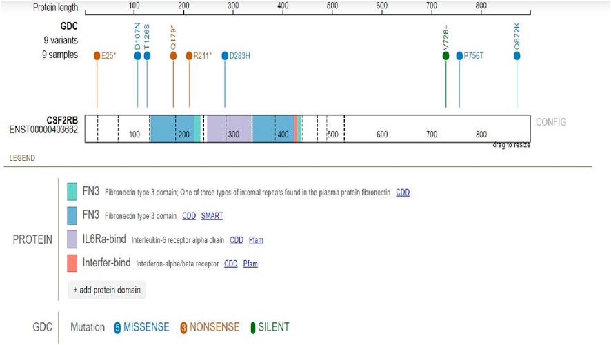Protein diagram of CSF2RB showing variants and protein domains across a length of 800. There are nine variants, categorized as missense, nonsense, and silent mutations. FN3, IL6Ra-bind, and Interfer-bind protein domains are depicted with specific colors. The legend indicates domain and mutation types.