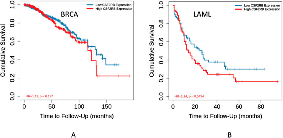 Kaplan-Meier survival curves for BRCA (panel A) and LAML (panel B) show cumulative survival over time in months. The blue line represents low CSF2RB expression, and the red line represents high CSF2RB expression. Panel A has a hazard ratio of 1.11 with a p-value of 0.197, while panel B shows a hazard ratio of 1.24 with a p-value of 0.0454.