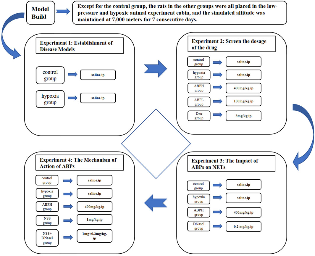 Flowchart illustrating a model build process with four experiments. Experiment 1 establishes disease models with control and hypoxia groups using saline. Experiment 2 screens drug dosages among five groups. Experiment 3 studies the impact of ABPs on NETs, comparing four groups. Experiment 4 examines ABPs action mechanisms, detailing specific dosages for five groups. Each experiment includes directional arrows demonstrating the flow from one experiment to another. The chart notes that, except for the control group, rats are kept in a low-pressure, hypoxic environment at a simulated altitude of 7,000 meters for seven days.