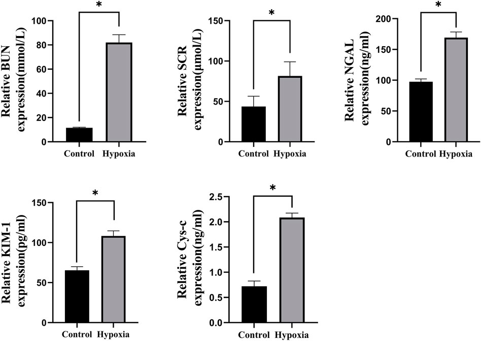 Bar graphs comparing the relative expression of biomarkers in control and hypoxia conditions. Each graph shows significantly higher values in hypoxia, indicated by asterisks. Biomarkers shown include BUN, SCR, NGAL, KIM-1, and Cys-c with respective units on the y-axis. Error bars represent variability.