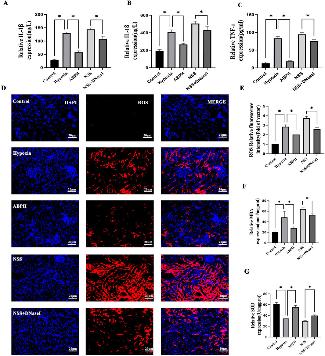 Bar graphs and fluorescence microscopy images show the effects of different conditions on relative IL-1β, IL-8, TNF-α expression, ROS fluorescence, MDA, and SOD expression levels. Panels A, B, and C display bar graphs with statistical significance marked by asterisks. Panel D presents microscopy images under DAPI and ROS staining, and merged views for control, hypoxia, ABPH, NSS, and NSS+DNaseI. Panels E, F, and G show additional bar graphs for ROS fluorescence intensity, MDA, and SOD expression, also indicating statistical significance with asterisks. Scale bars are 20 micrometers.