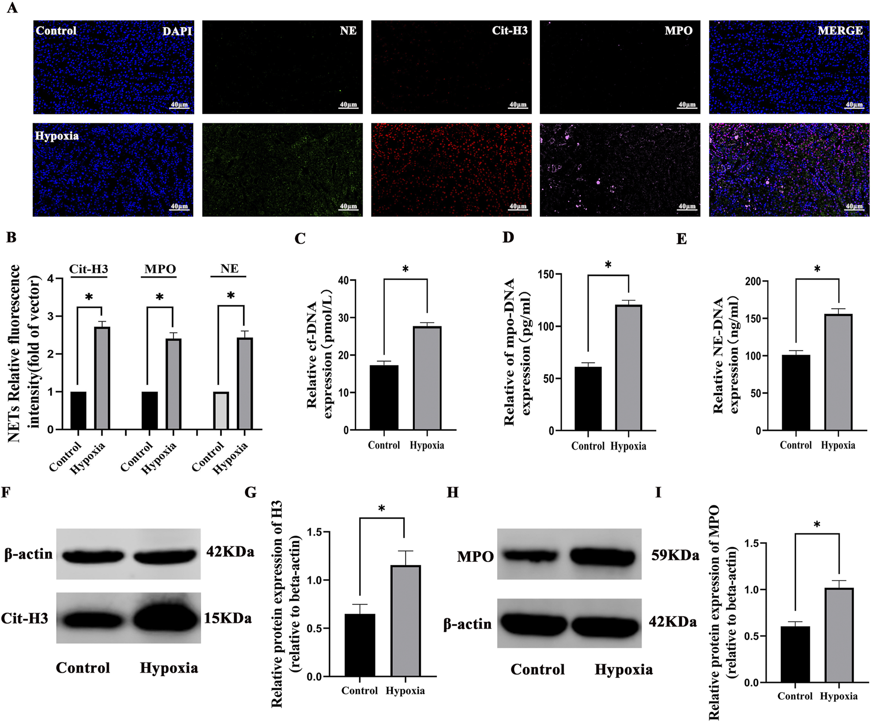 Panel A displays immunofluorescence images comparing control and hypoxia conditions, stained for DAPI, NE, Cit-H3, and MPO, with a merged view. Panel B shows bar graphs illustrating increased relative fluorescence intensity of Cit-H3, MPO, and NE in hypoxia. Panels C, D, and E include bar graphs showing elevated cf-DNA, mpo-DNA, and NE-DNA expressions in hypoxia. Panels F and H present Western blots for Cit-H3 and MPO with β-actin controls, showing higher expressions under hypoxia. Panels G and I provide graphs indicating increased relative protein expressions of Cit-H3 and MPO in hypoxia.