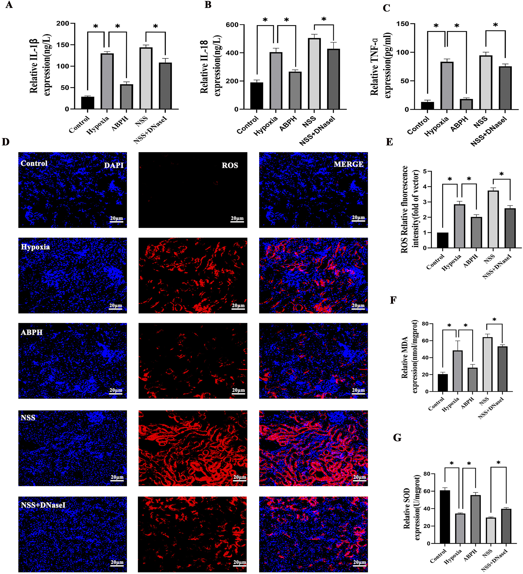 Bar graphs and fluorescence microscopy images show the effects of different conditions on relative IL-1β, IL-8, TNF-α expression, ROS fluorescence, MDA, and SOD expression levels. Panels A, B, and C display bar graphs with statistical significance marked by asterisks. Panel D presents microscopy images under DAPI and ROS staining, and merged views for control, hypoxia, ABPH, NSS, and NSS+DNaseI. Panels E, F, and G show additional bar graphs for ROS fluorescence intensity, MDA, and SOD expression, also indicating statistical significance with asterisks. Scale bars are 20 micrometers.