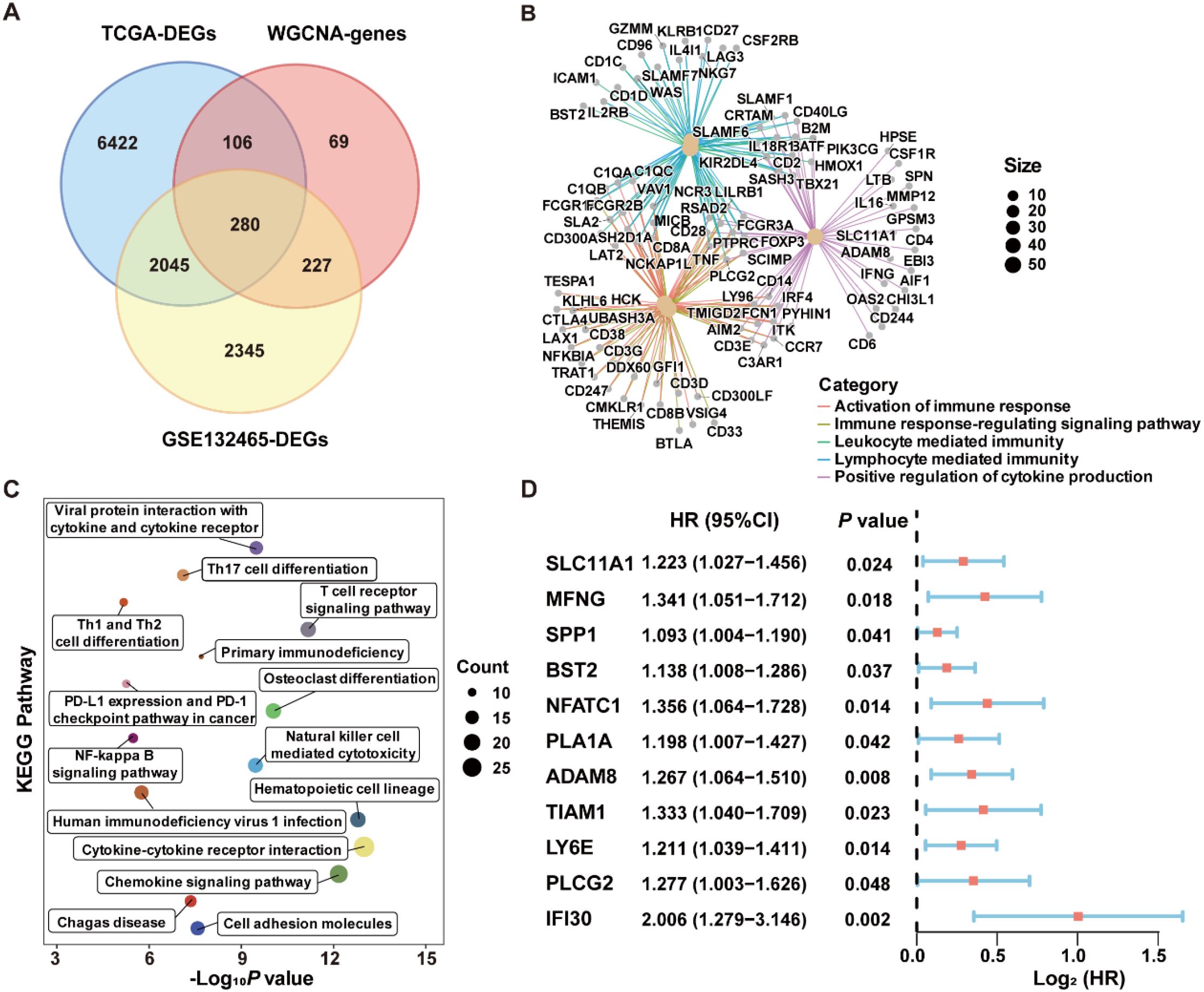 A collage of four panels: A) Venn diagram showing overlapping gene sets from TCGA-DEGs, WGCNA-genes, and GSE132465-DEGs. B) Network diagram of immune response-related genes, with categories and node sizes indicating pathways and significance. C) KEGG pathway analysis, with pathways plotted against their logarithmic p-values, each denoted by dots of varying sizes. D) Forest plot of hazard ratios for specific genes, showing HR, confidence intervals, and p-values, with bars indicating log2(HR) values.