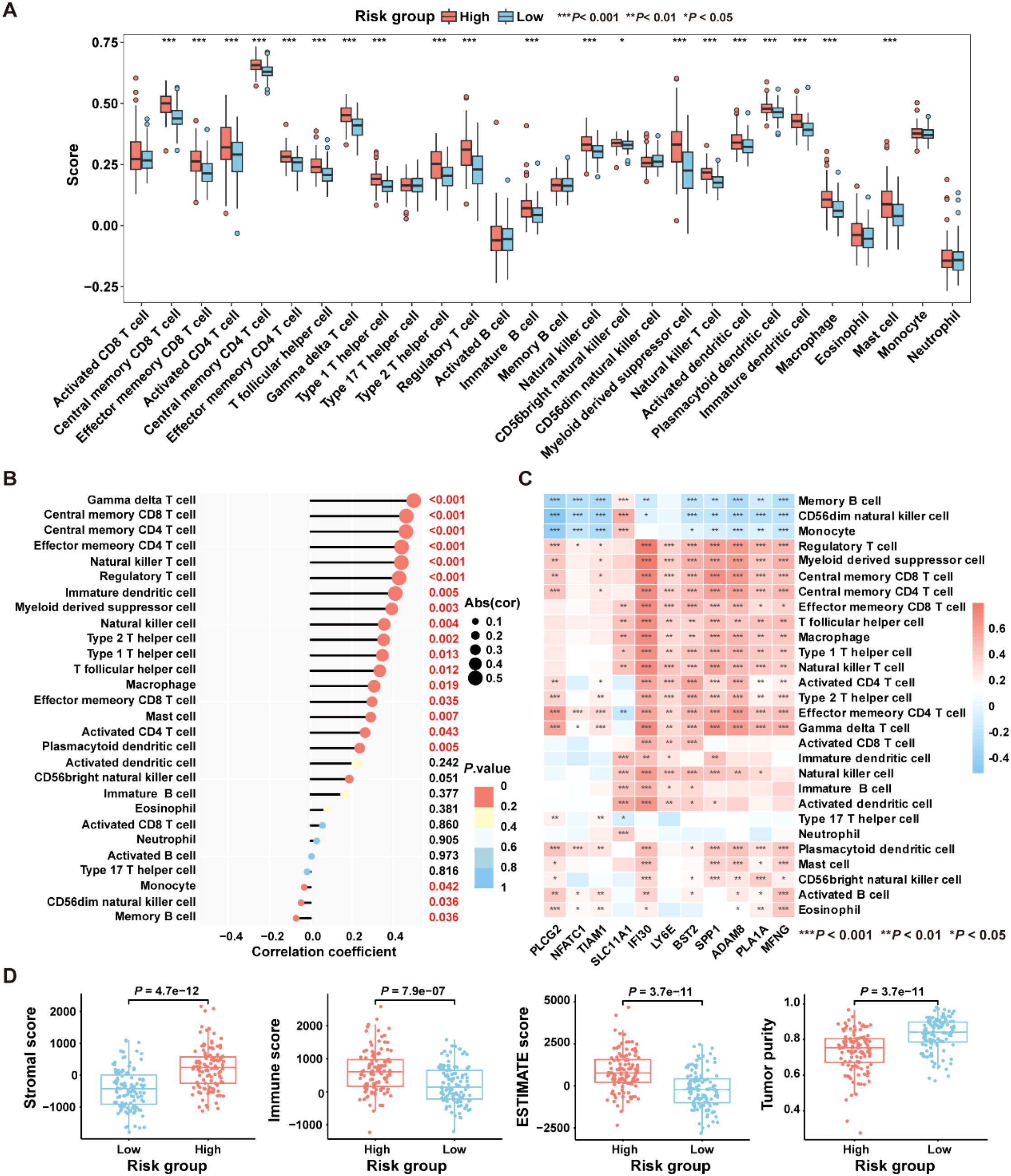 Four-panel scientific figure illustrating the analysis of risk groups with immune cell correlations: A) Box plots comparing scores of different immune cell types between high and low risk groups, with statistical significance indicated. B) Lollipop chart showing correlation coefficients between various immune cells and risk groups, with p-values and color coding for significance. C) Heatmap displaying the correlation matrix among immune cells, genes, and risk groups, with p-value significance. D) Box plots comparing stromal score, immune score, ESTIMATE score, and tumor purity between high and low risk groups, with p-values indicated.
