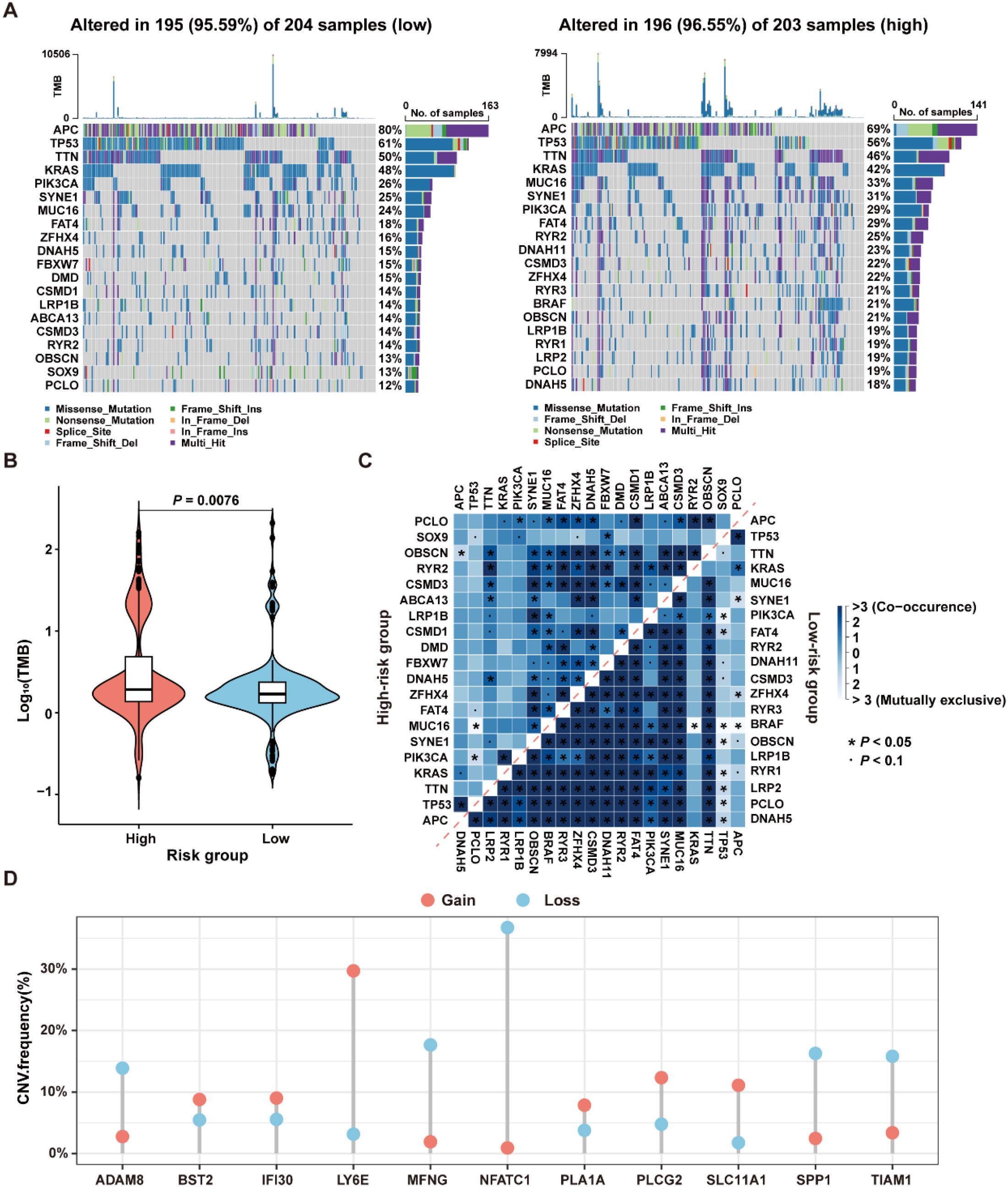 Panel A shows the mutation patterns in two risk groups with high and low tumor mutation burden, highlighting gene alterations. Panel B is a violin plot comparing the log of tumor mutation burden between high and low-risk groups, with statistical significance indicated. Panel C is a heatmap showing gene co-occurrence and exclusivity, with significance and group differences noted. Panel D is a scatter plot depicting copy number variation frequency across different genes, with distinctions between gains and losses.