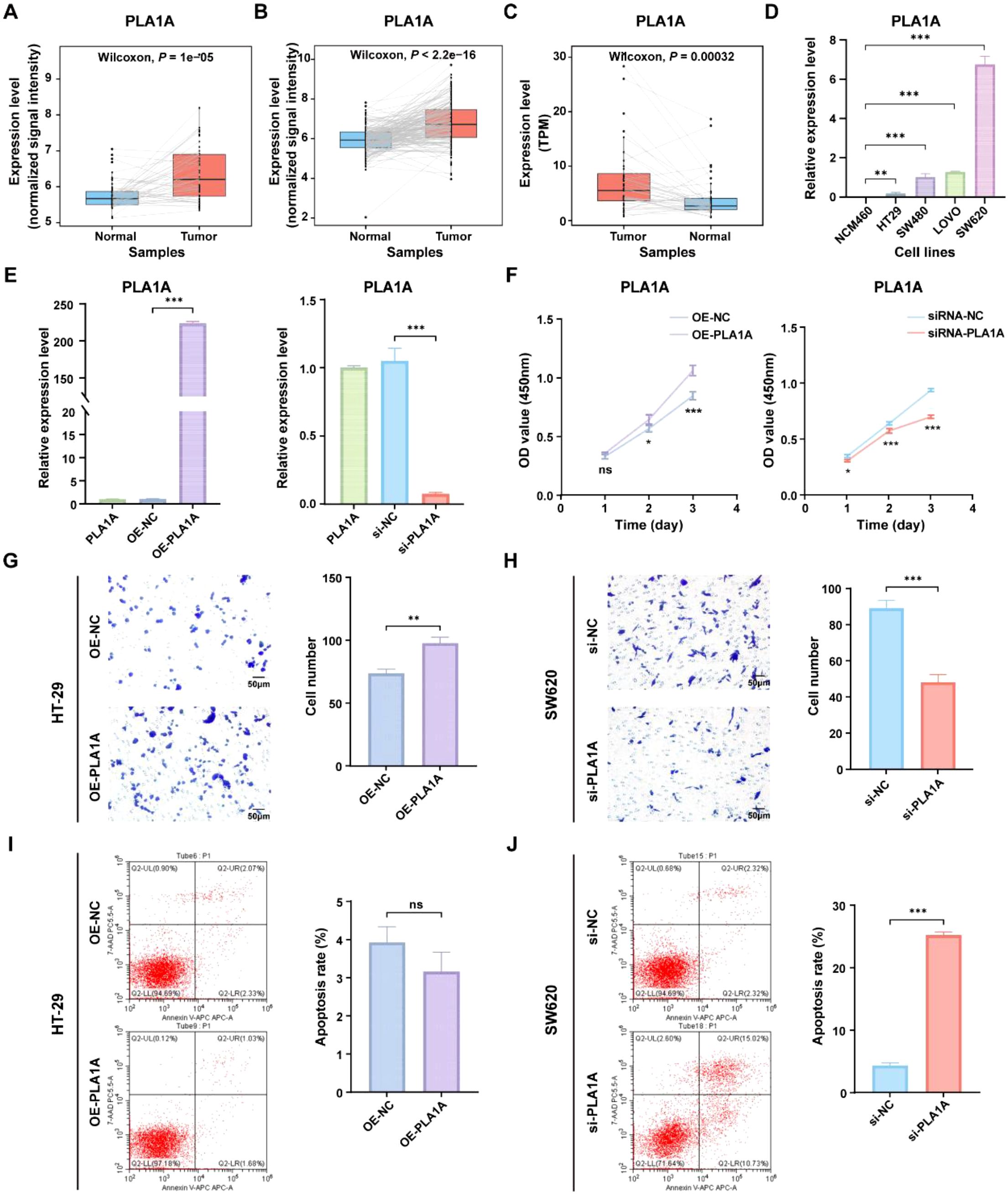Several panels depict PLA1A expression data and effects on cell behavior. Panels A-C show box plots comparing PLA1A expression in normal and tumor samples, with statistical significance indicated by Wilcoxon p-values. Panel D displays a bar graph of PLA1A expression across different cell lines. Panel E illustrates relative expression levels in experimental setups. Panel F includes line graphs showing OD values over time. Panels G and H feature images and bar graphs of cell number assays in HT-29 and SW620 cells. Panels I and J present flow cytometry plots and bar graphs for apoptosis rates in HT-29 and SW620 cells. Statistical significance is noted in several panels.