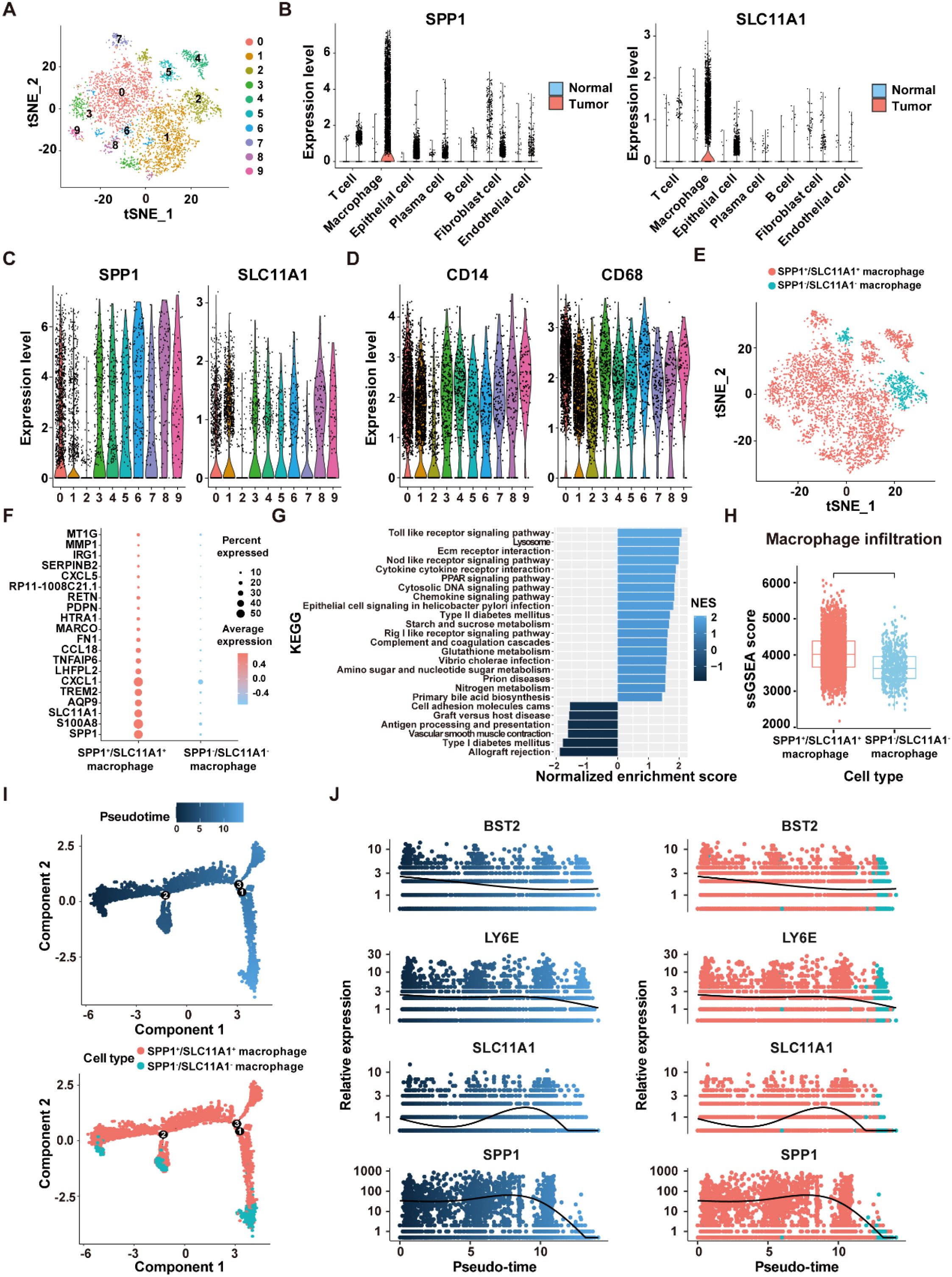 Scatterplots, violin plots, and bar charts depicting various gene expression levels across cell types. Includes t-SNE plots for cell distribution, enrichment scores, and pseudotime analyses for specific macrophage subtypes and related pathways.
