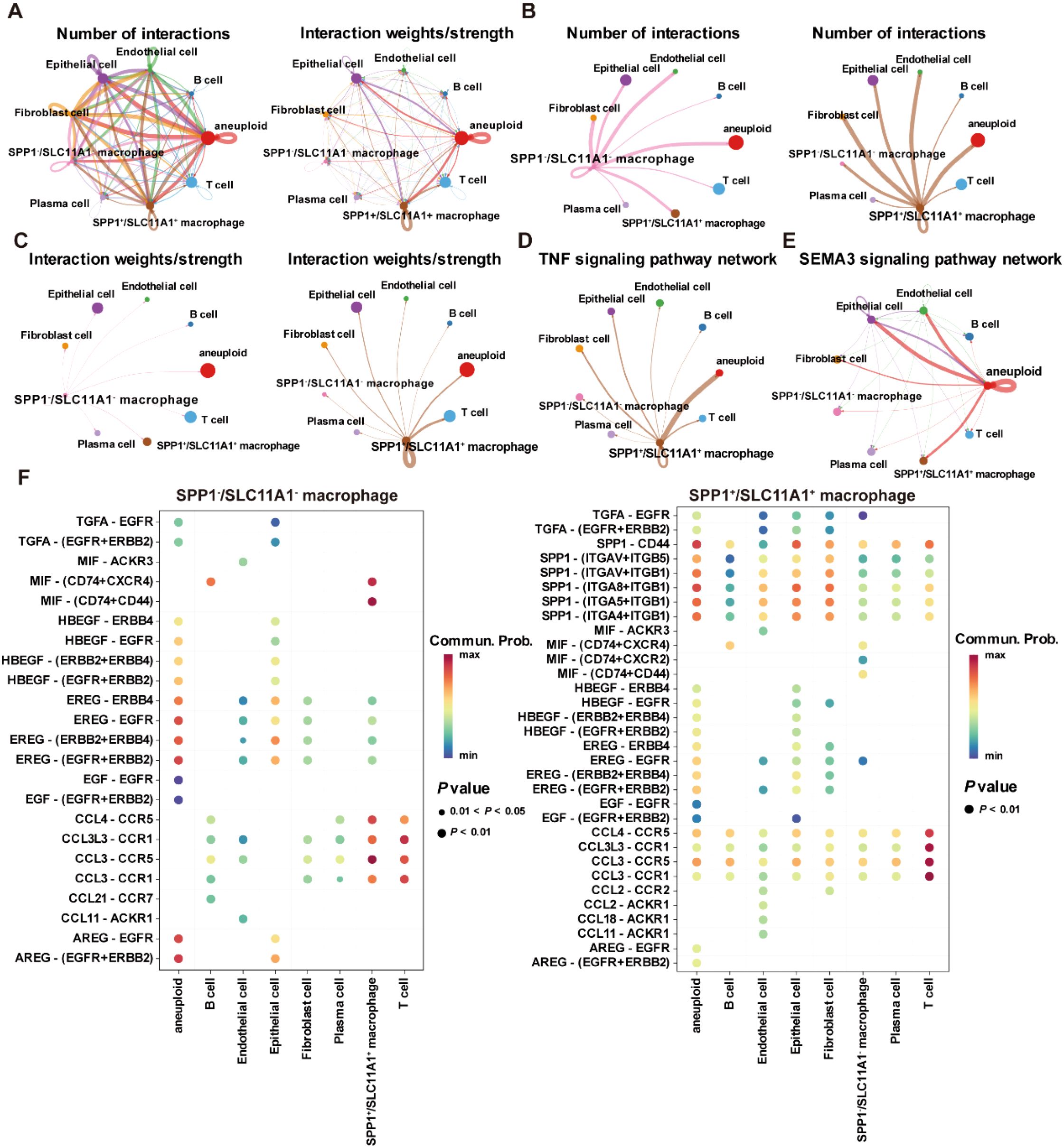 Network diagrams and dot plots illustrate interactions and signaling pathways for SPP1/SLC11A1+ macrophages. Panels A to E show different interaction networks, highlighting the number of interactions and their strengths across cell types like epithelial and endothelial cells. Panel F presents dot plots representing communication probabilities and P-values for interactions, with a key indicating threshold levels.